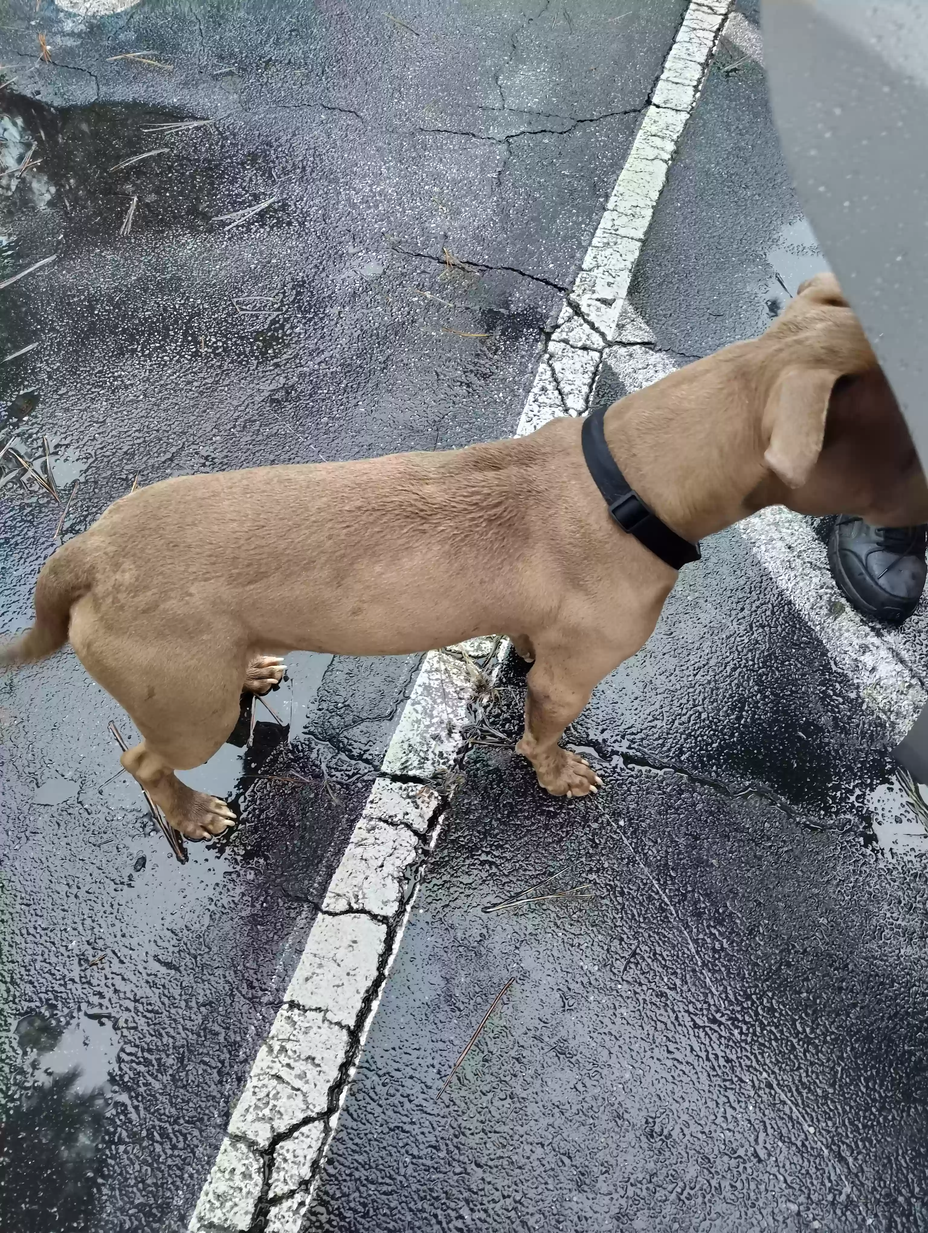 adoptable Dog in Stone Mountain,GA named Coco
