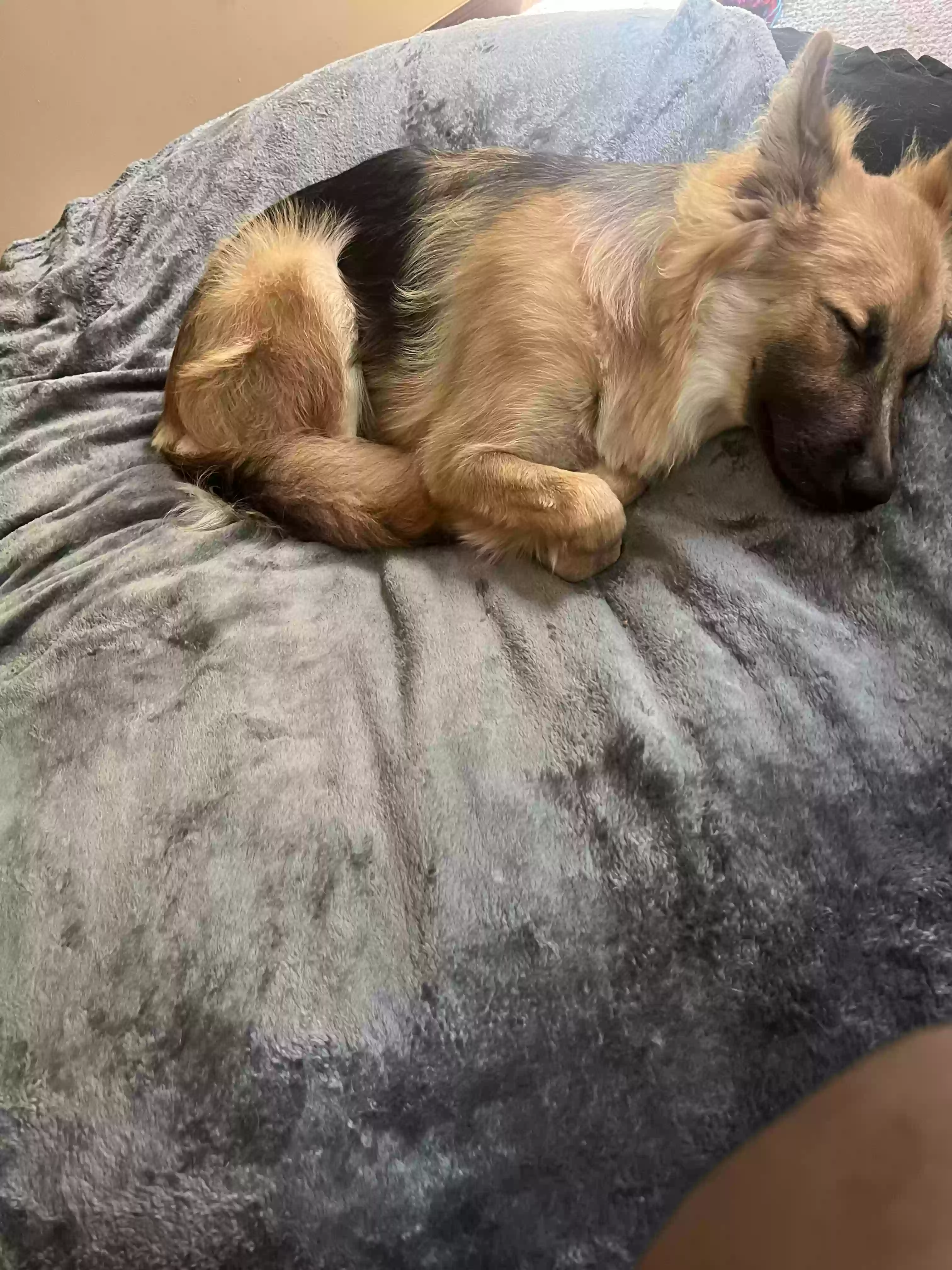 adoptable Dog in Riverdale,GA named king