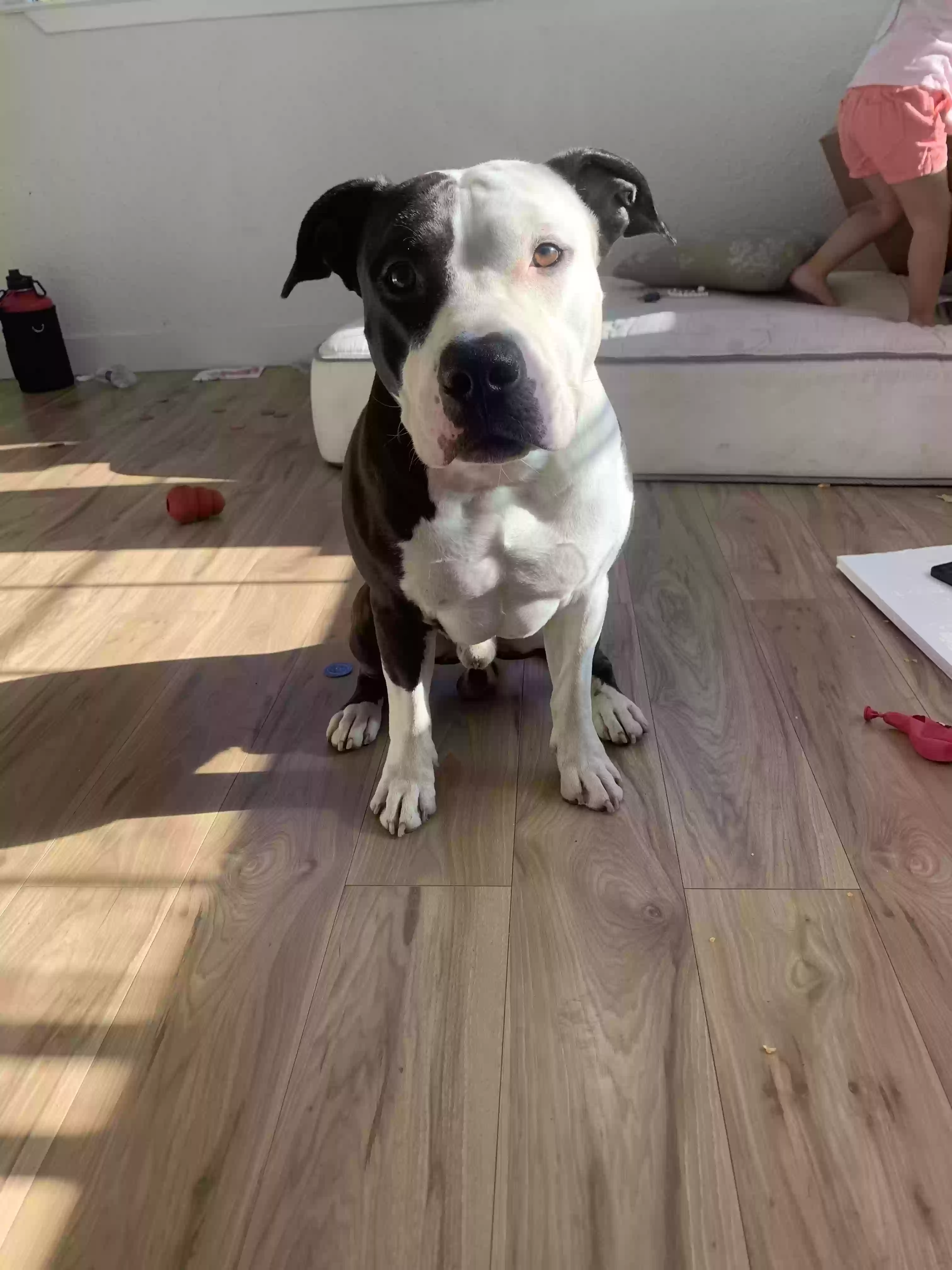 adoptable Dog in Vallejo,CA named Chulo