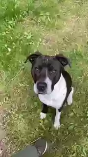 adoptable Dog in Tallmadge,OH named Miguel