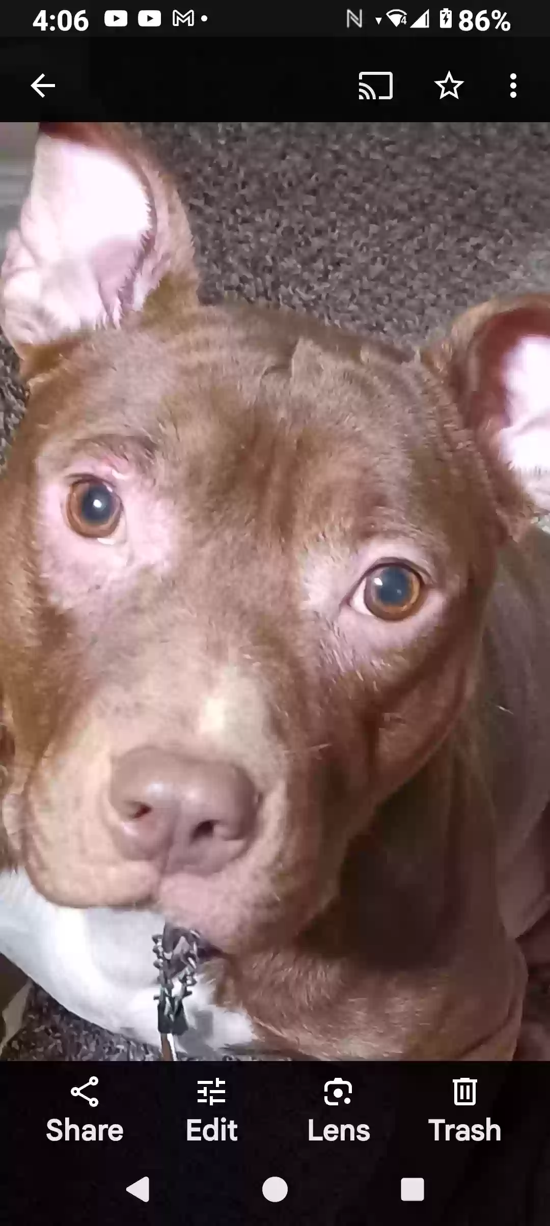 adoptable Dog in Gainesville,GA named Rocky