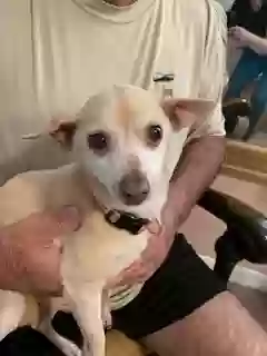 adoptable Dog in Mount Dora,FL named Mimi