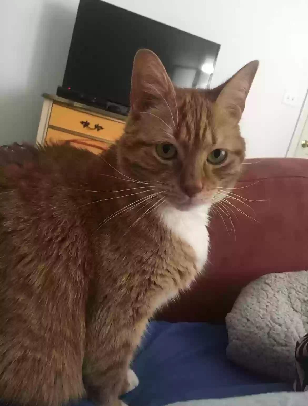adoptable Cat in Wilson,NC named Sammy