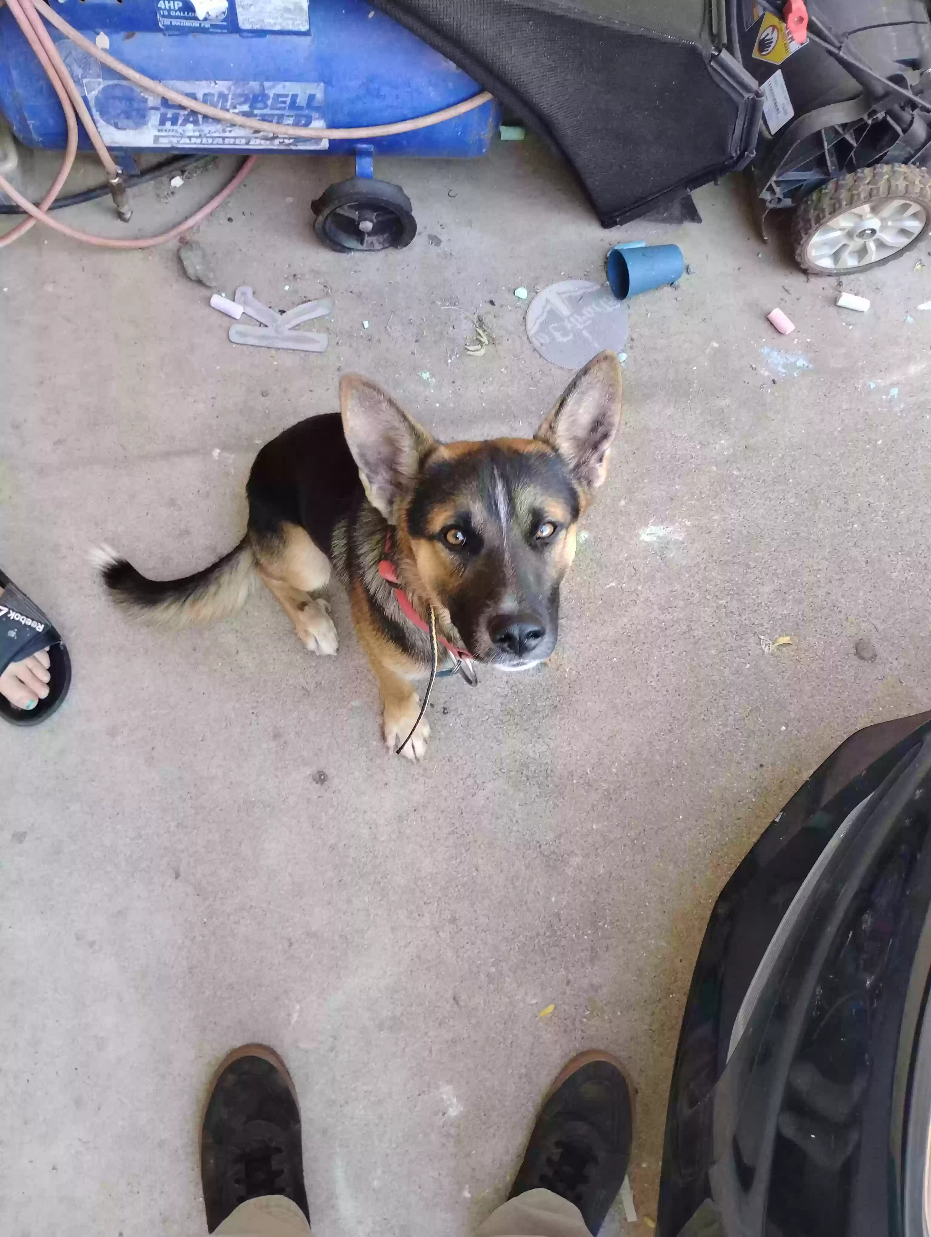adoptable Dog in Mayer,AZ named Buddy