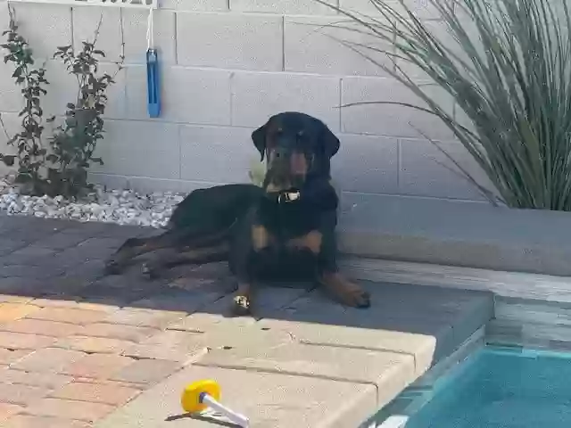 adoptable Dog in Henderson,NV named Rocky
