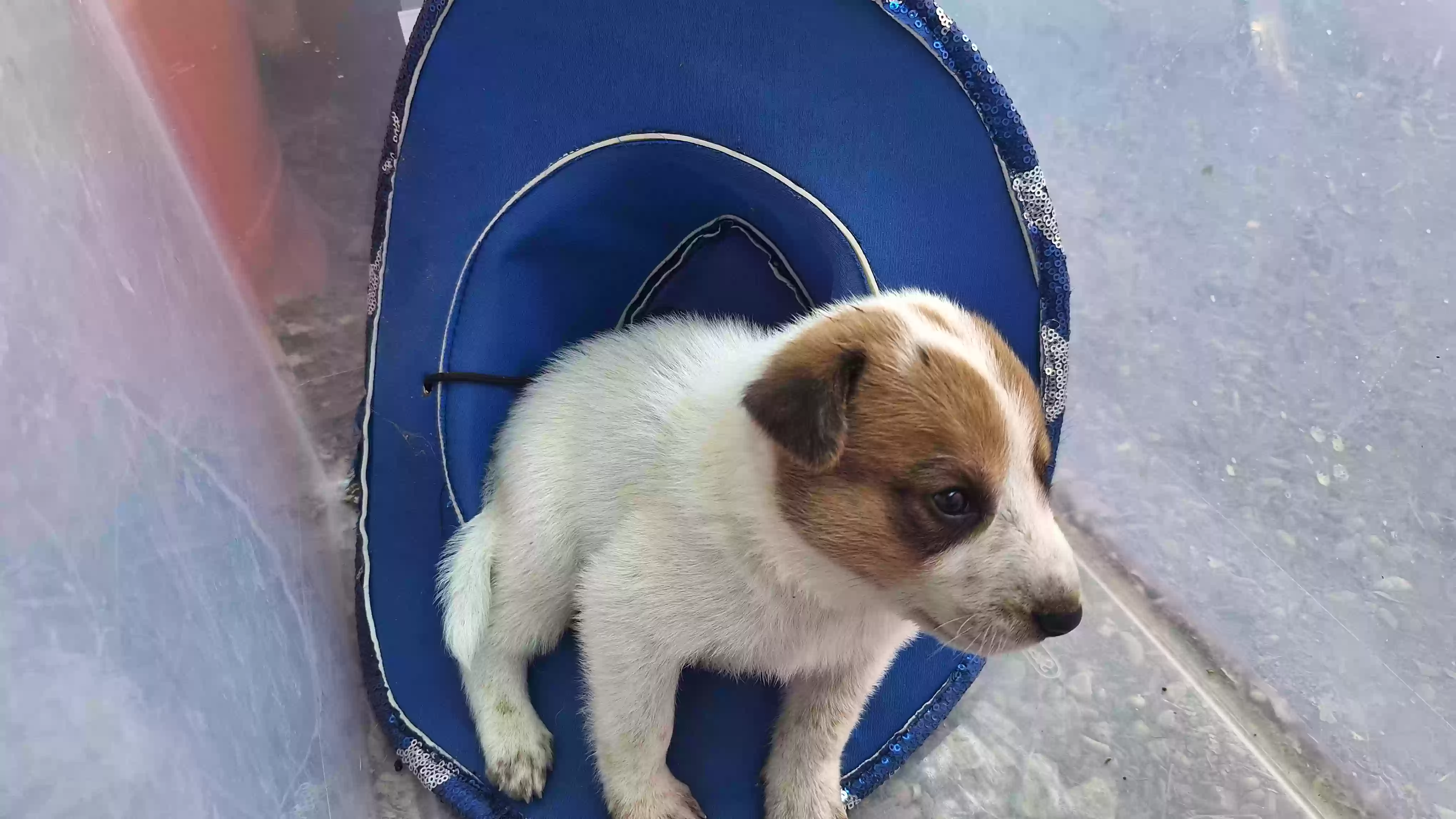 adoptable Dog in La Coste,TX named No names, dumped dogs