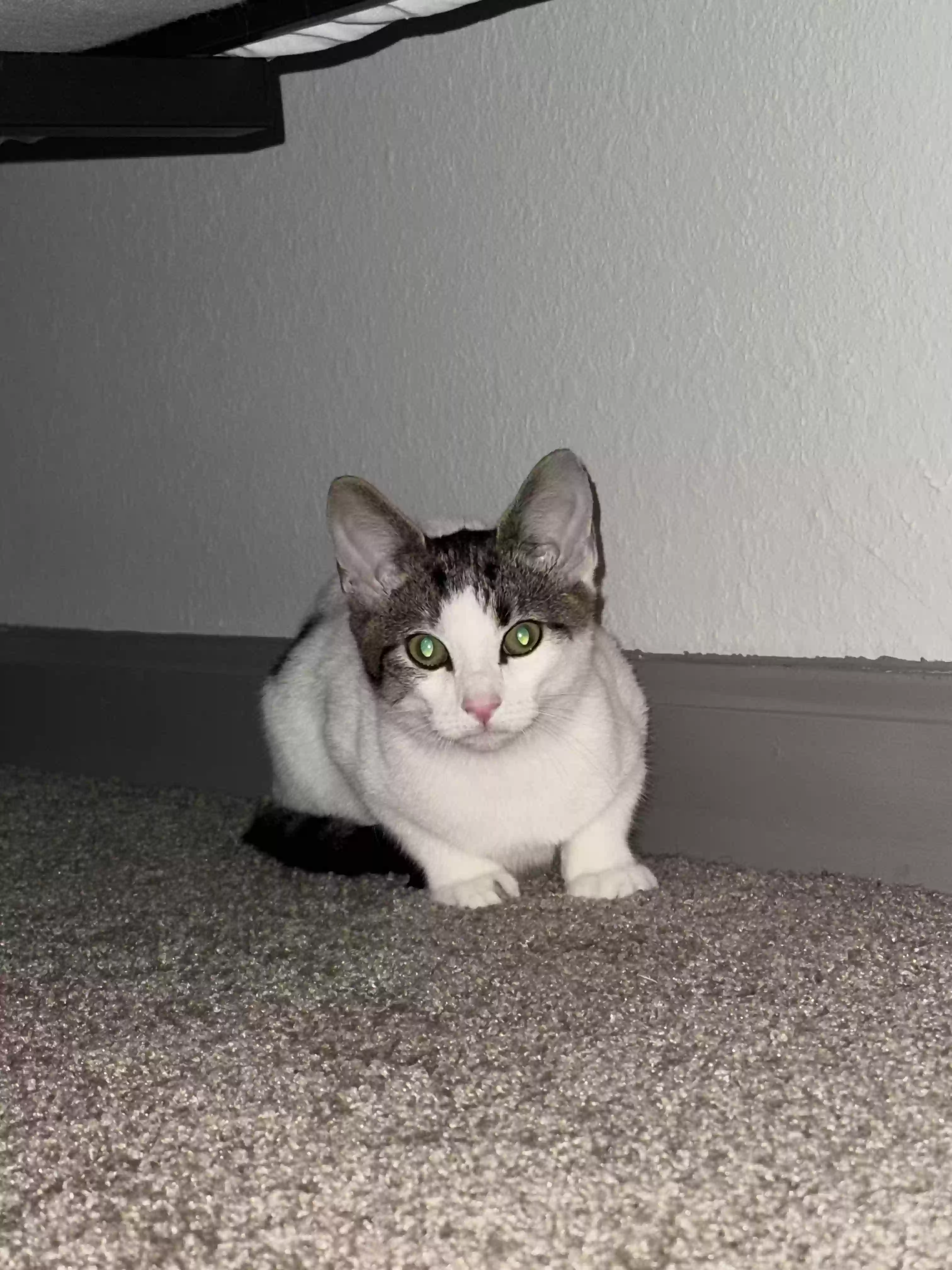 adoptable Cat in Augusta,GA named Lily