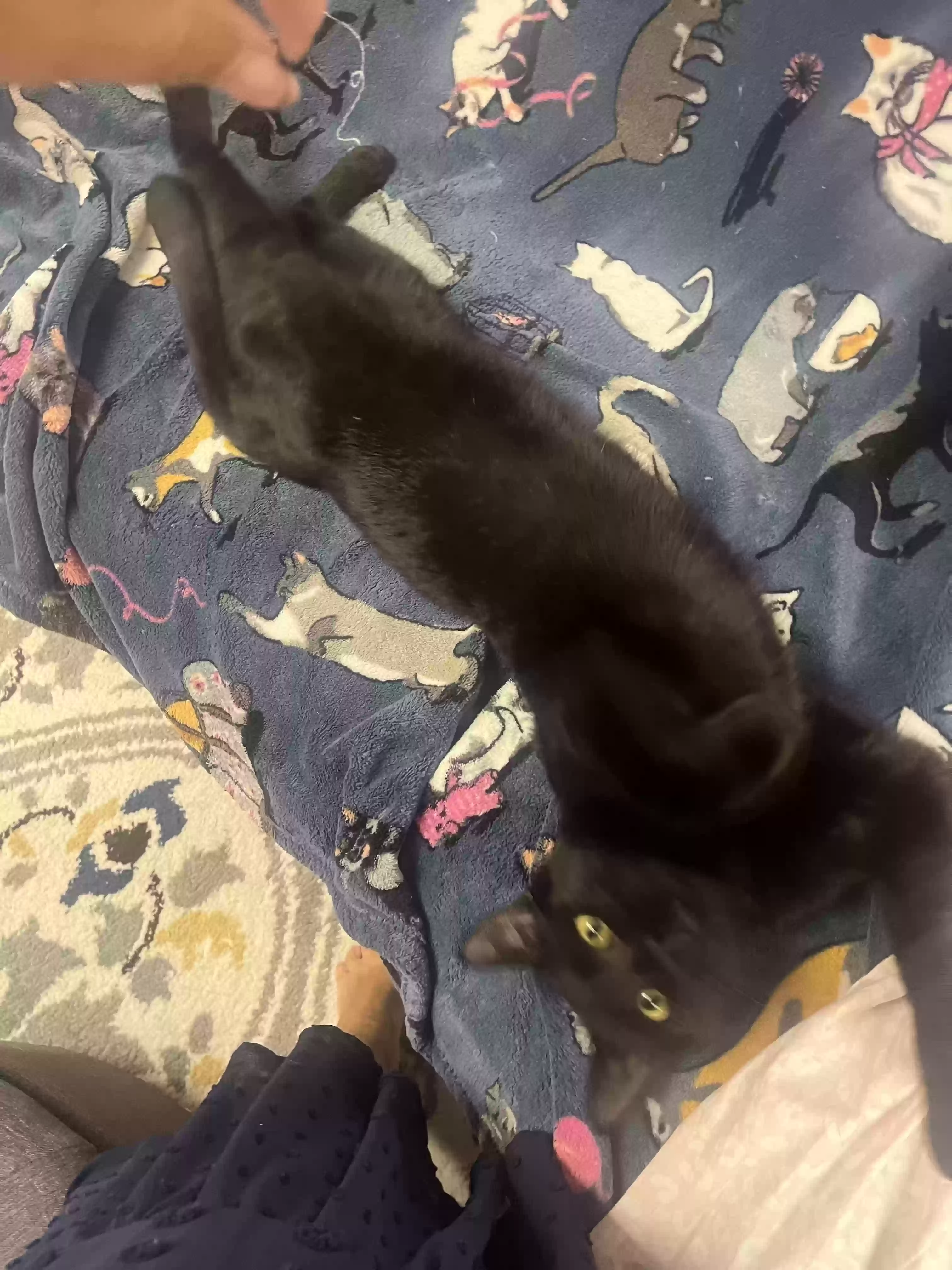 adoptable Cat in Canton,MI named i have 2.  Freddy and licorice