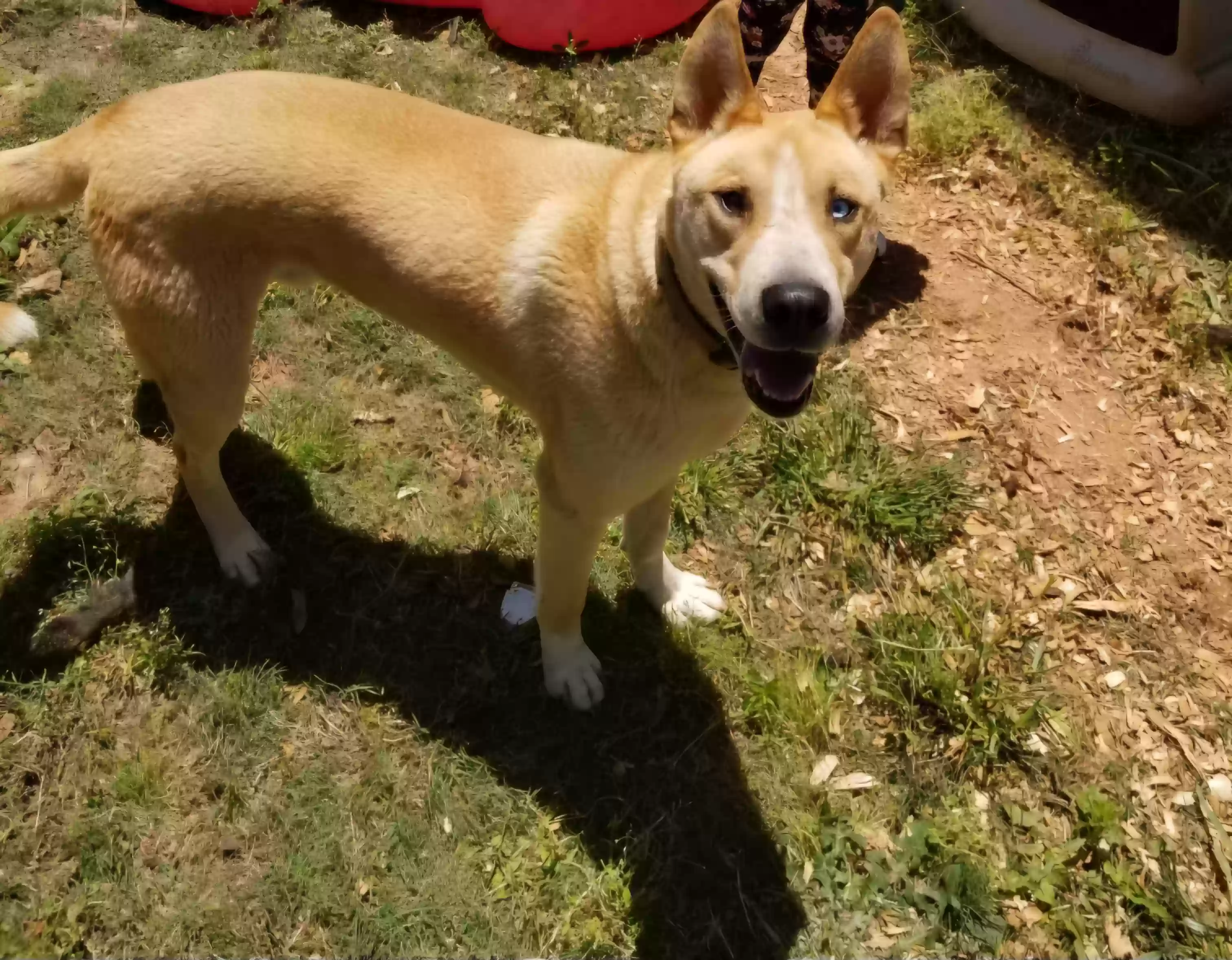 adoptable Dog in Indianapolis,IN named Kylo
