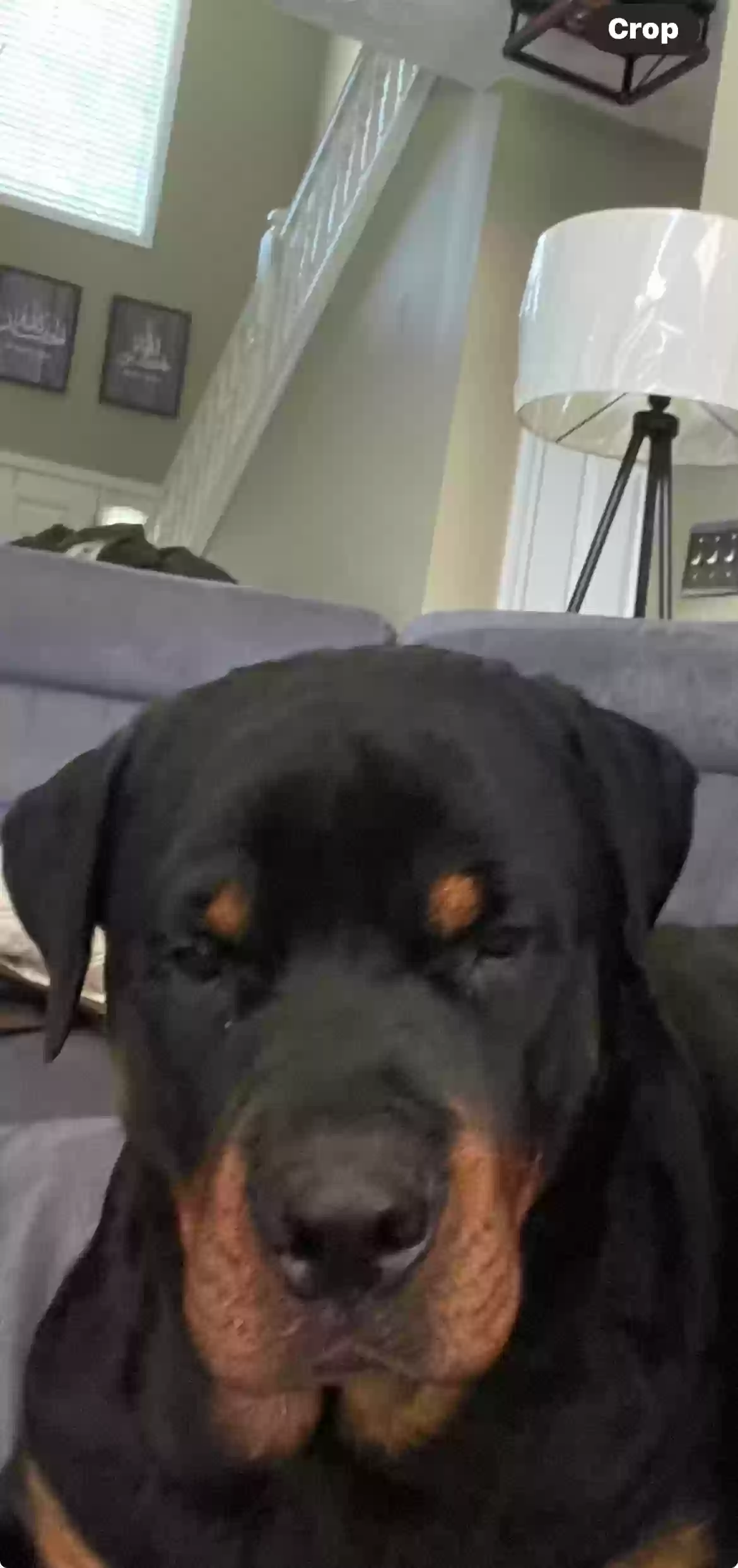 adoptable Dog in Loganville,GA named Bosch