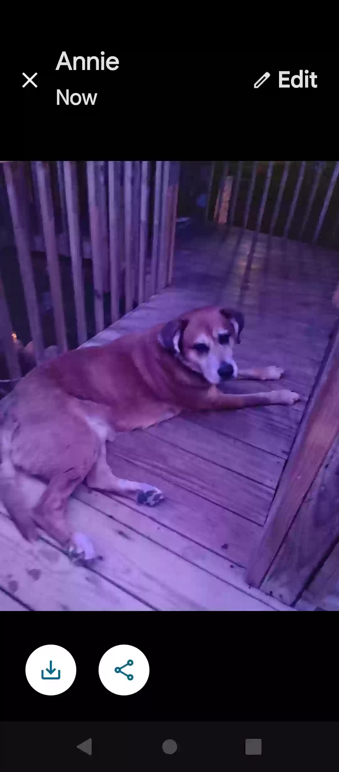 adoptable Dog in Doylestown,OH named Chopper