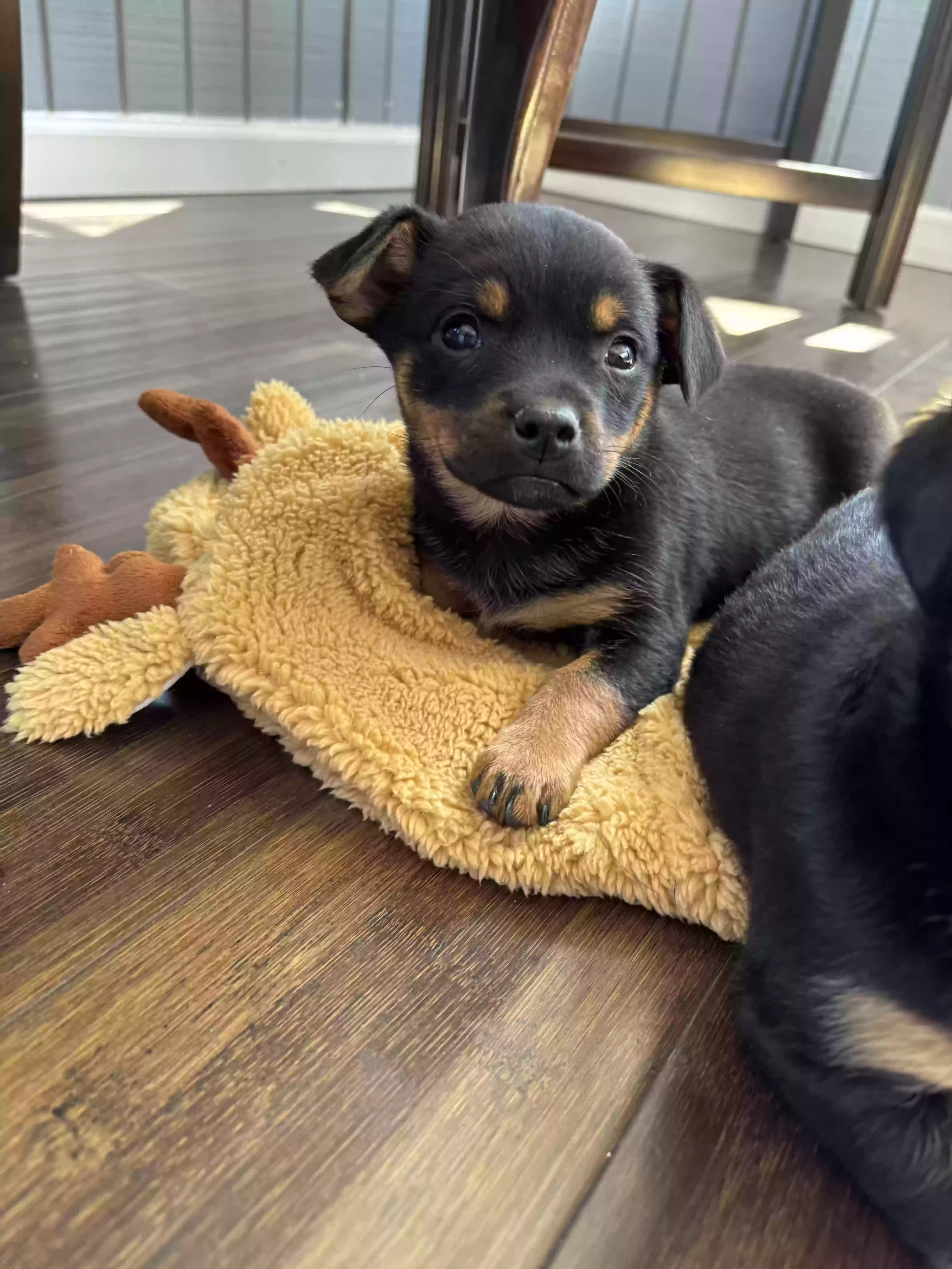 adoptable Dog in Smyrna,GA named Puppies