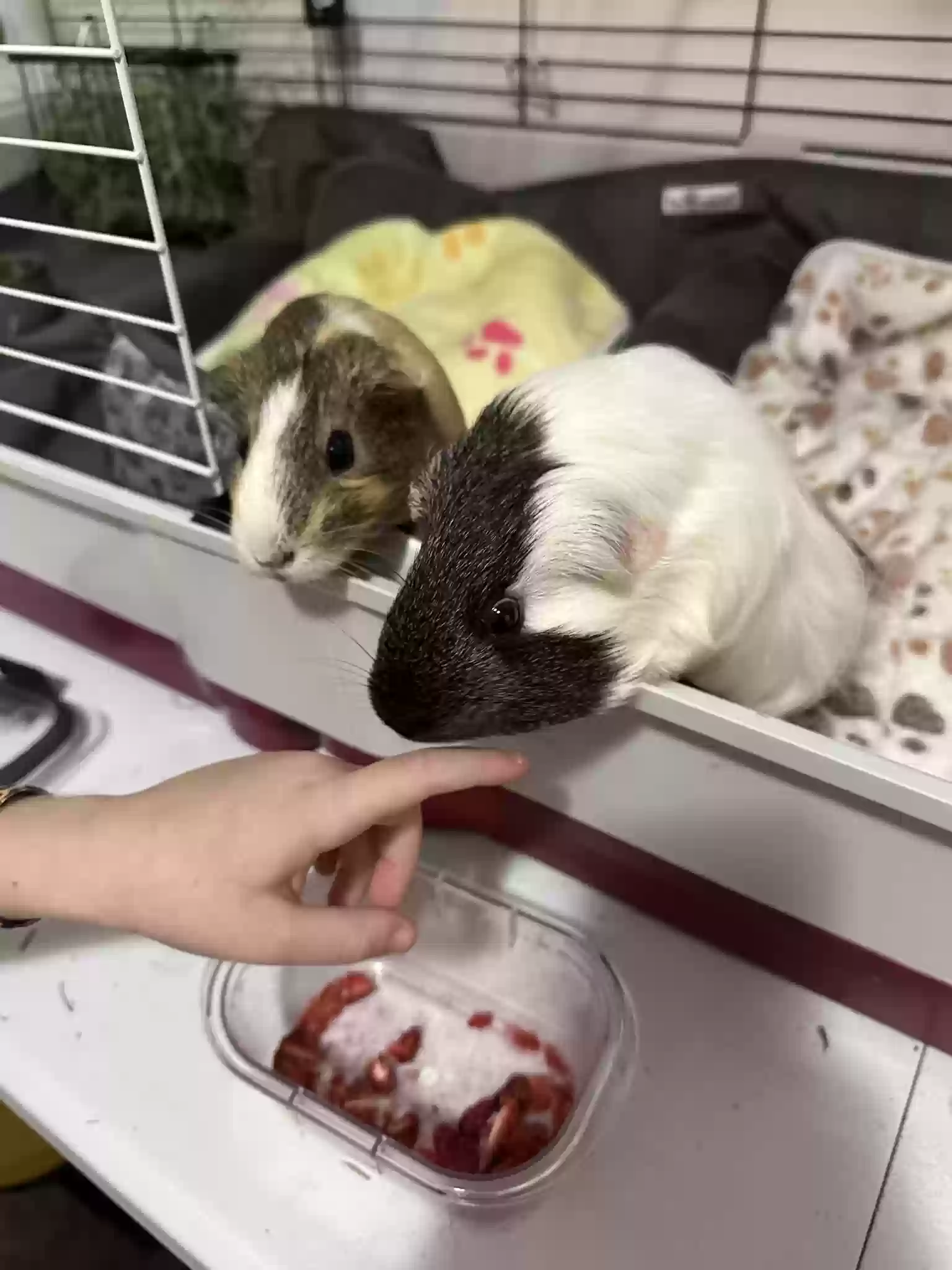 adoptable in Clayton,NC named Ava and Double Stuff