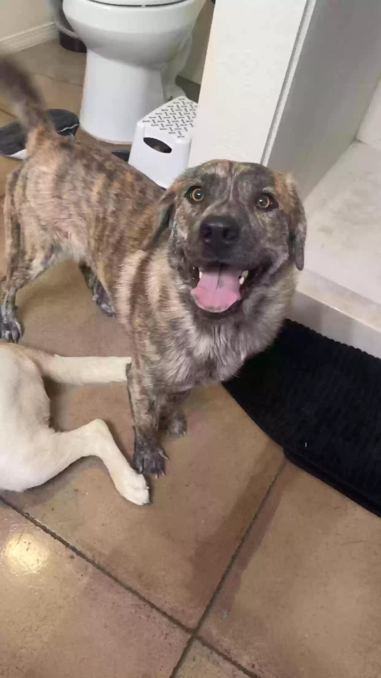 adoptable Dog in Camp Verde,AZ named Sandy