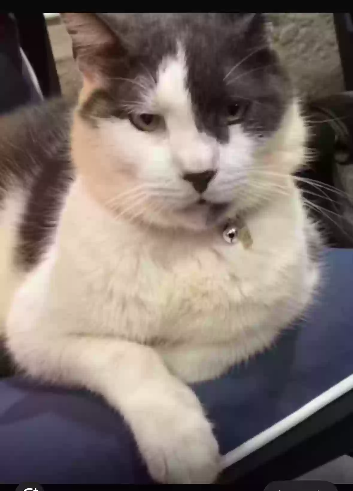 adoptable Cat in Clermont,FL named Lucky