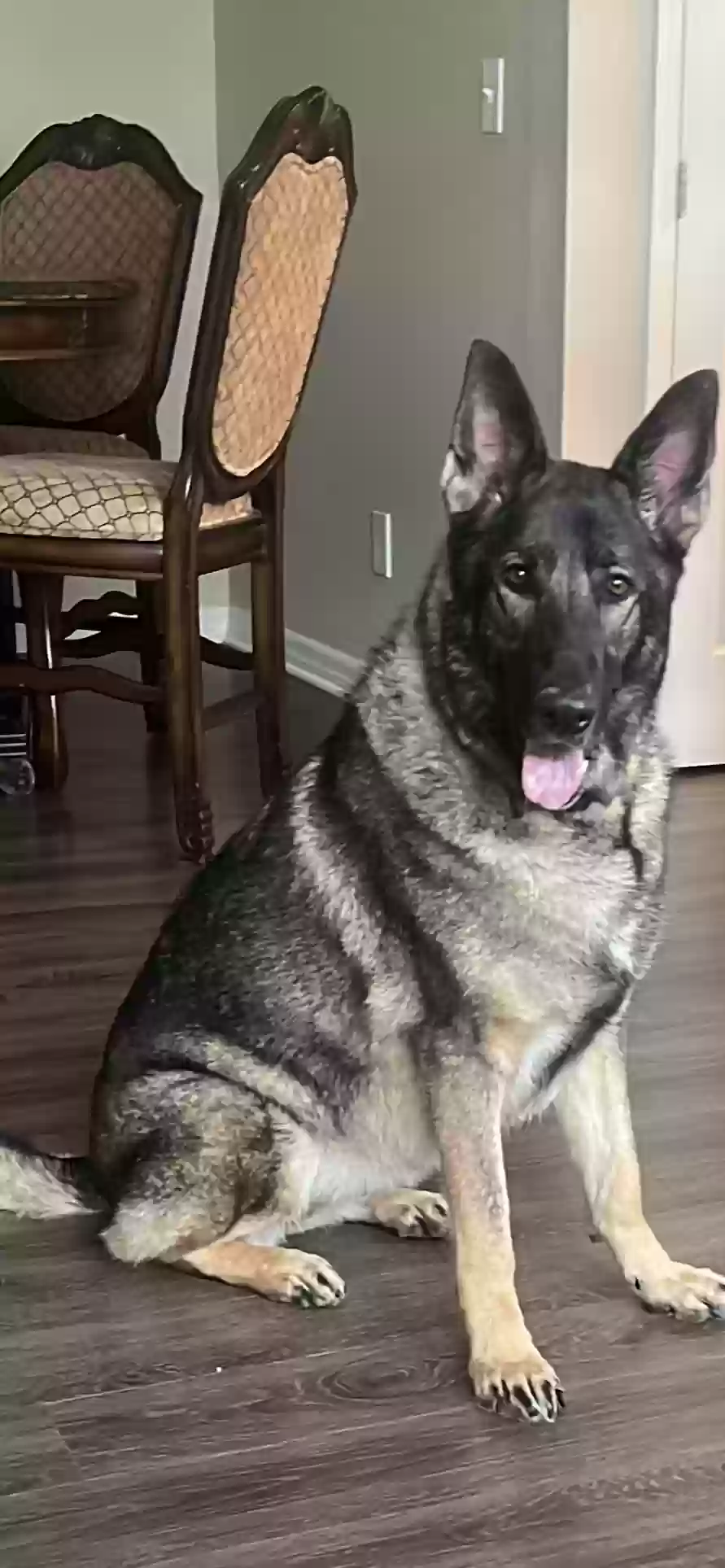 adoptable Dog in Tampa,FL named Chaska