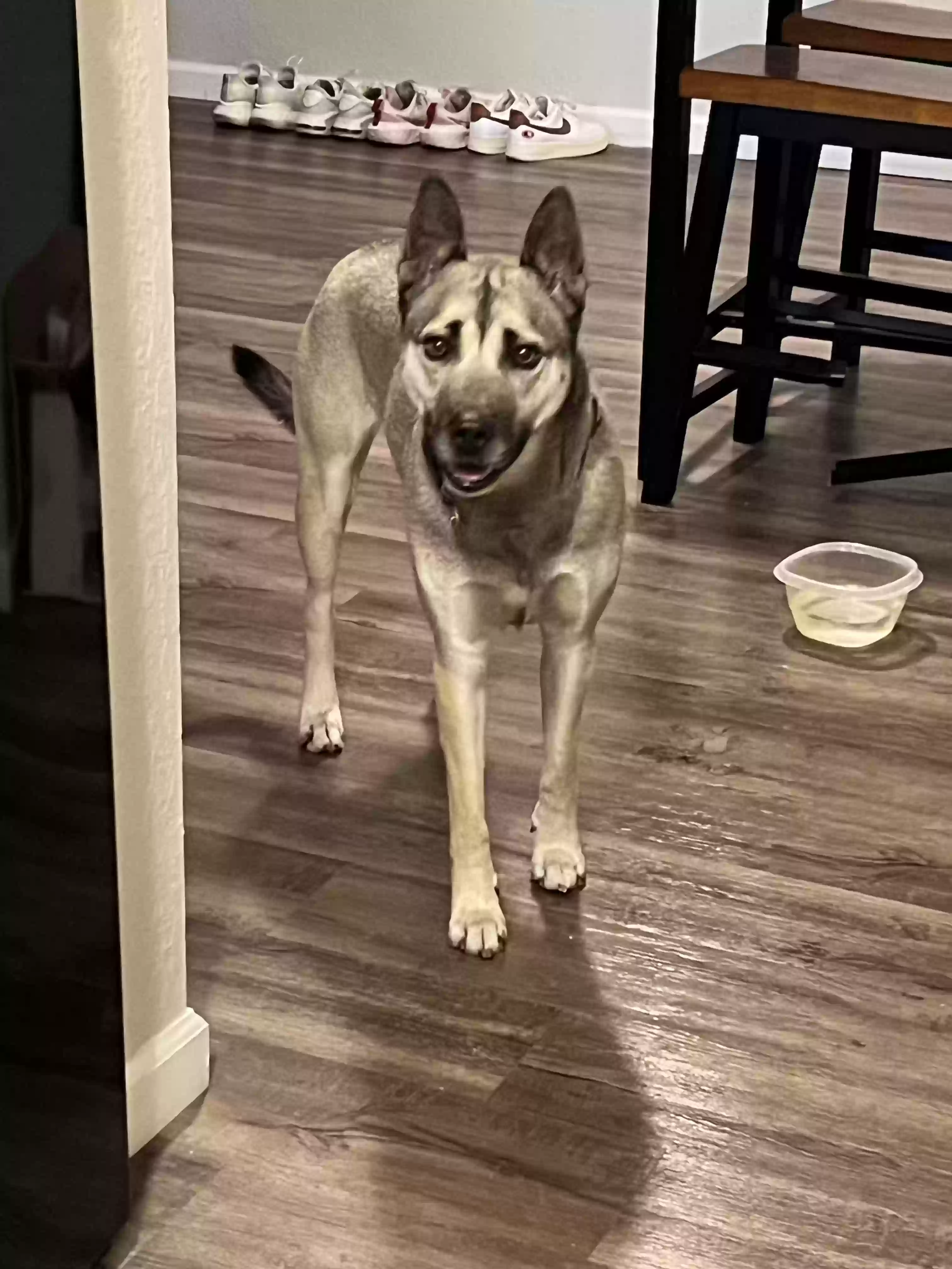 adoptable Dog in Frisco,TX named Frankie