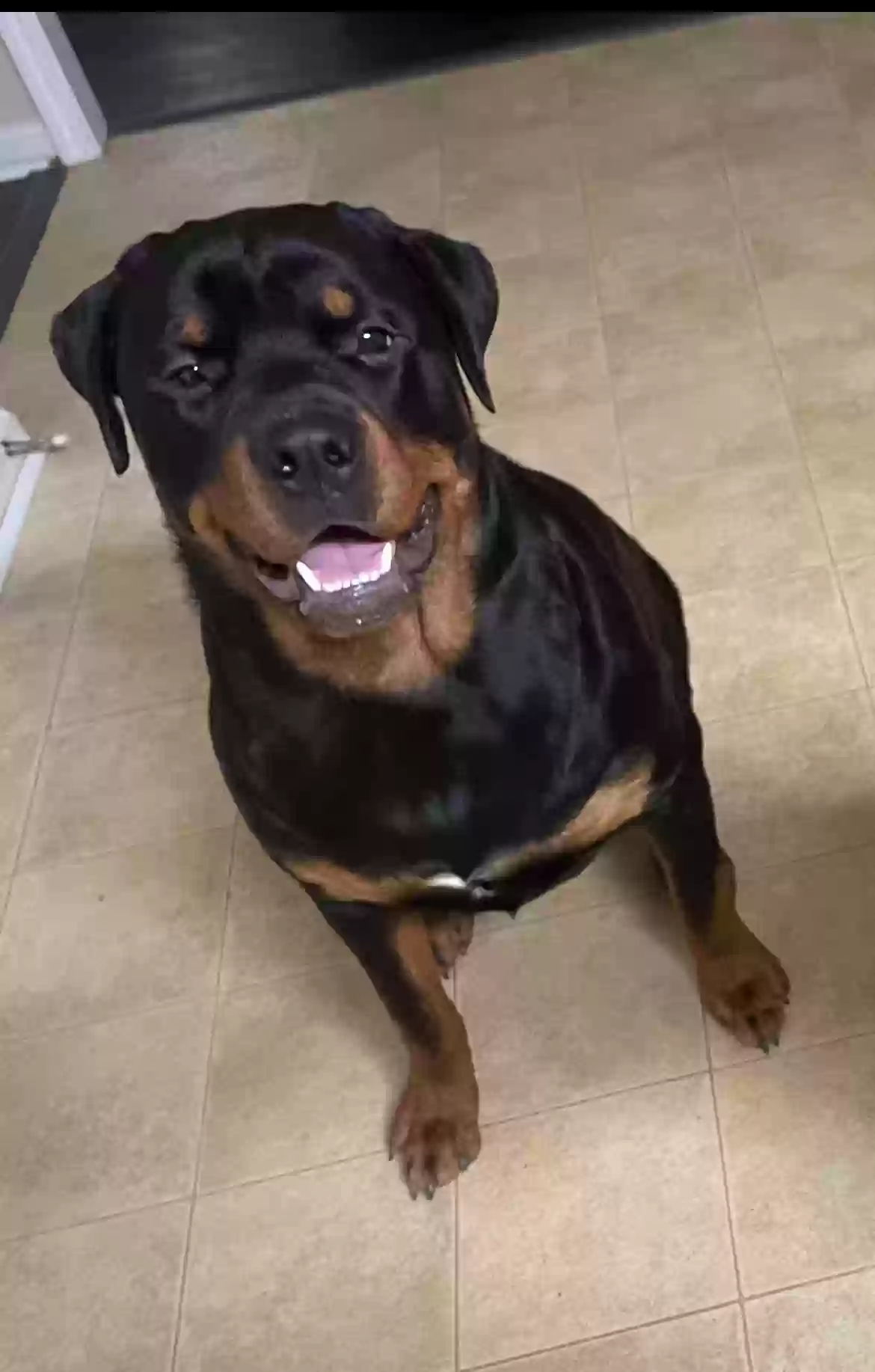 adoptable Dog in Loganville,GA named Bowser