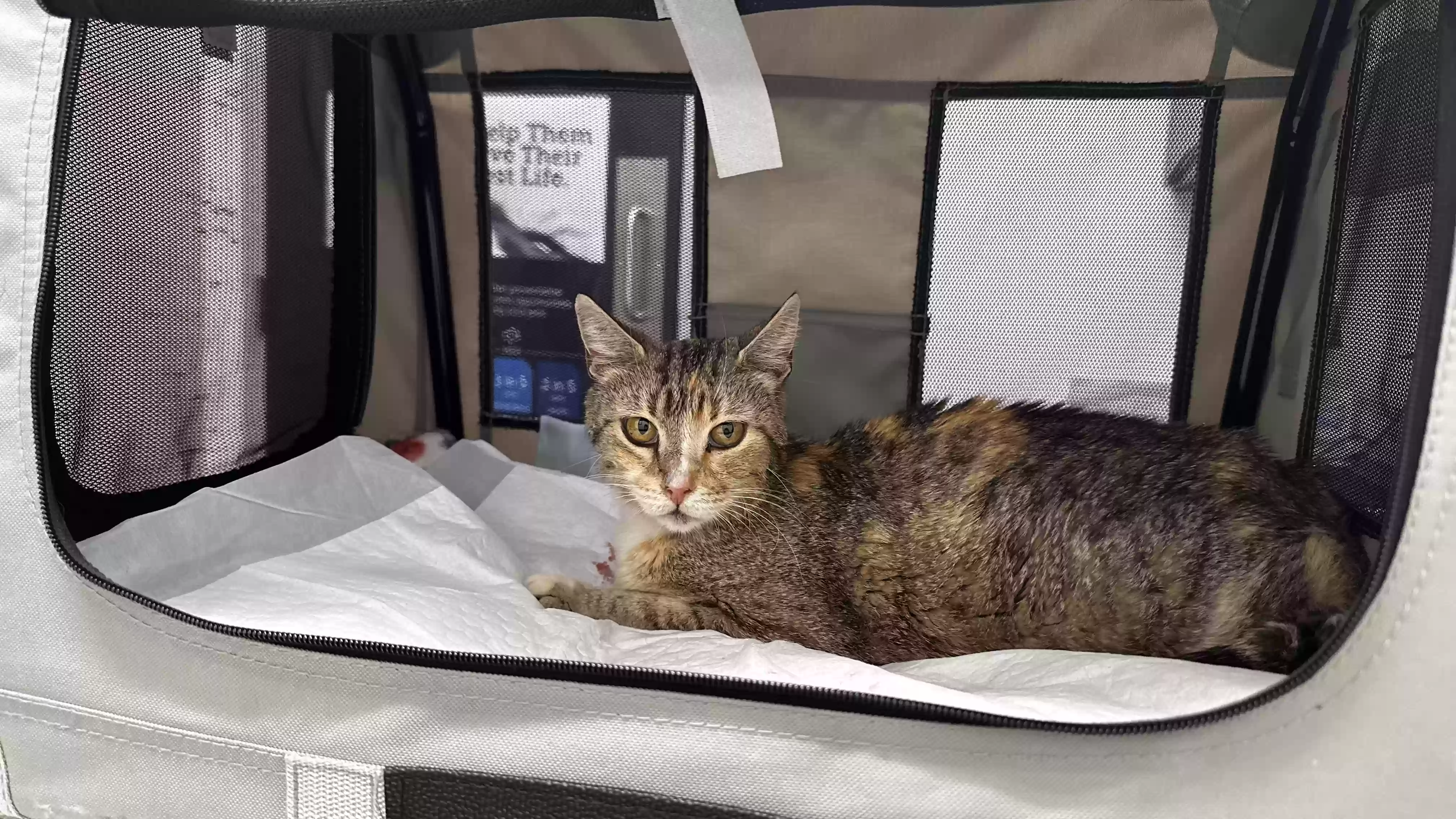 adoptable Cat in Calhoun,GA named Tsuki