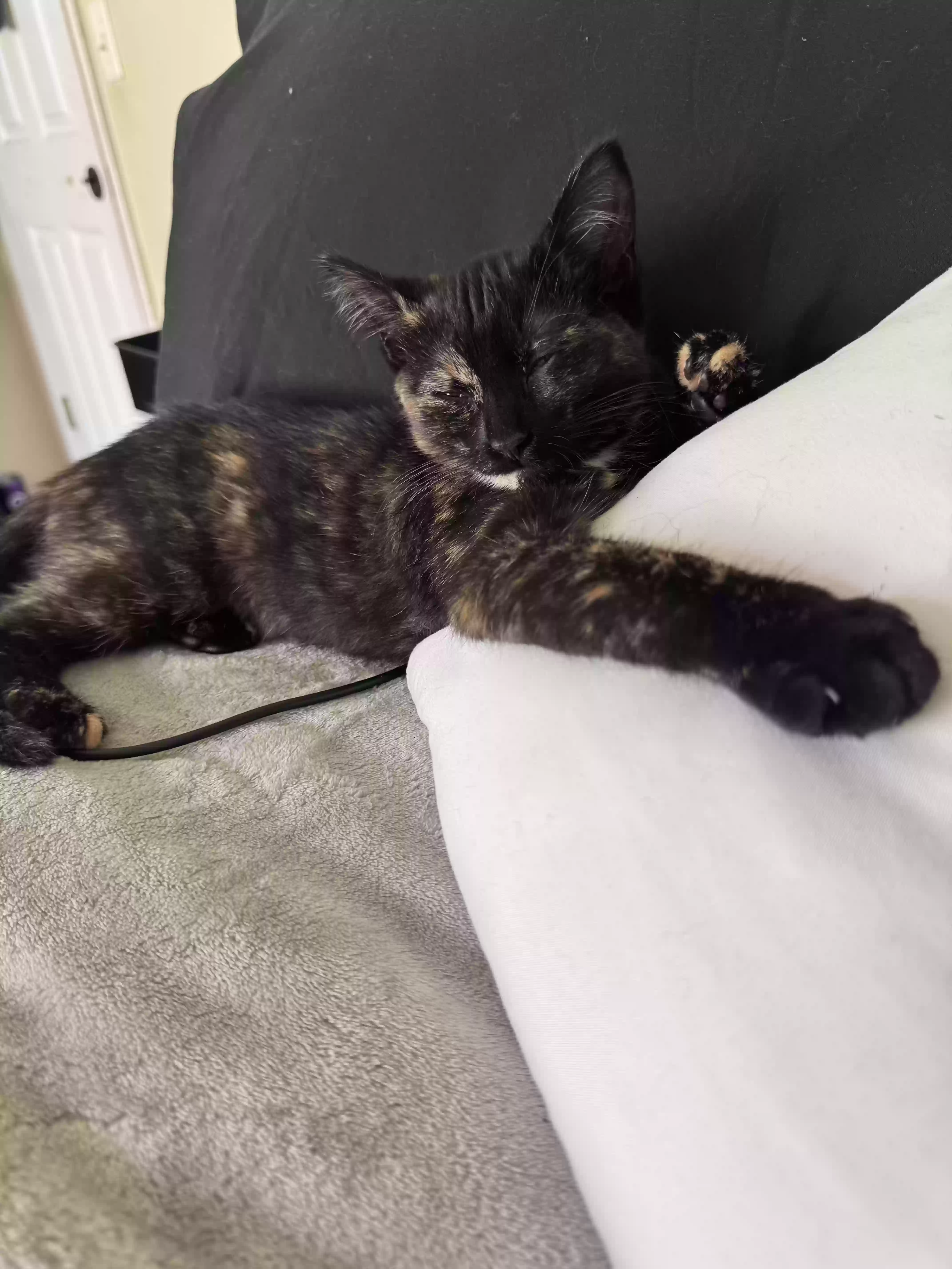 adoptable Cat in Atlanta,GA named Lulu