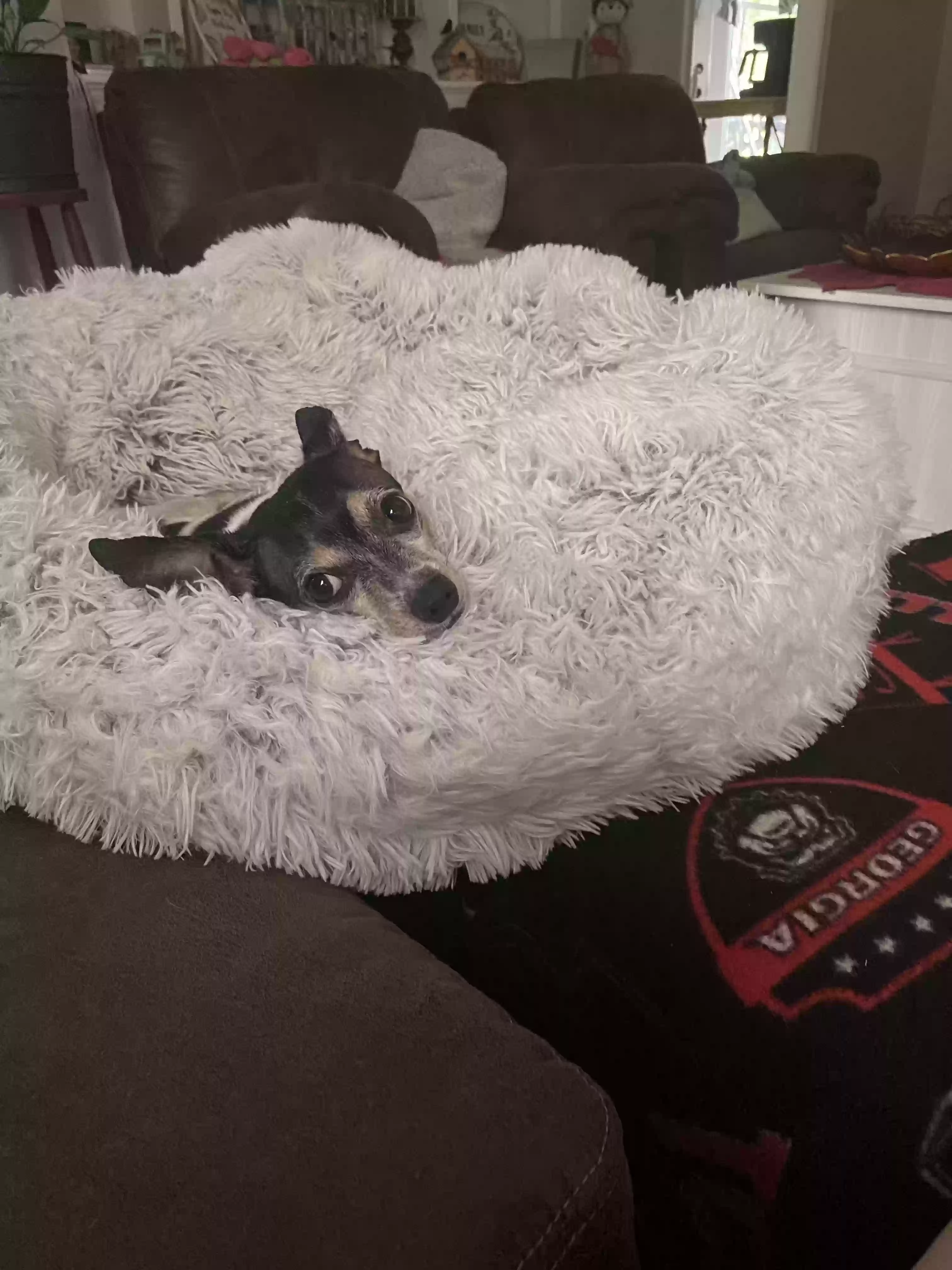 adoptable Dog in Snellville,GA named Bruno