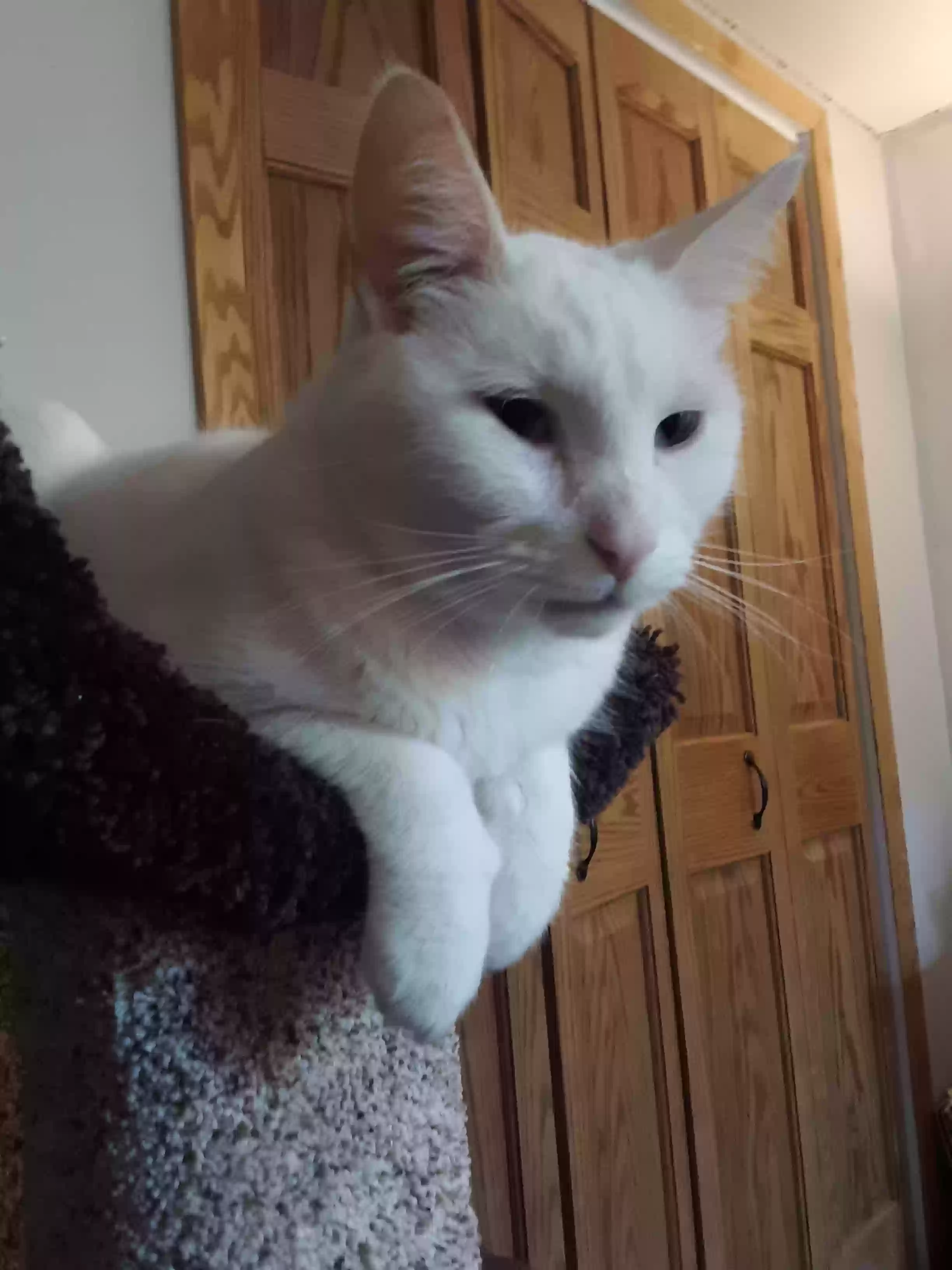 adoptable Cat in Saint Paul,MN named Gummy