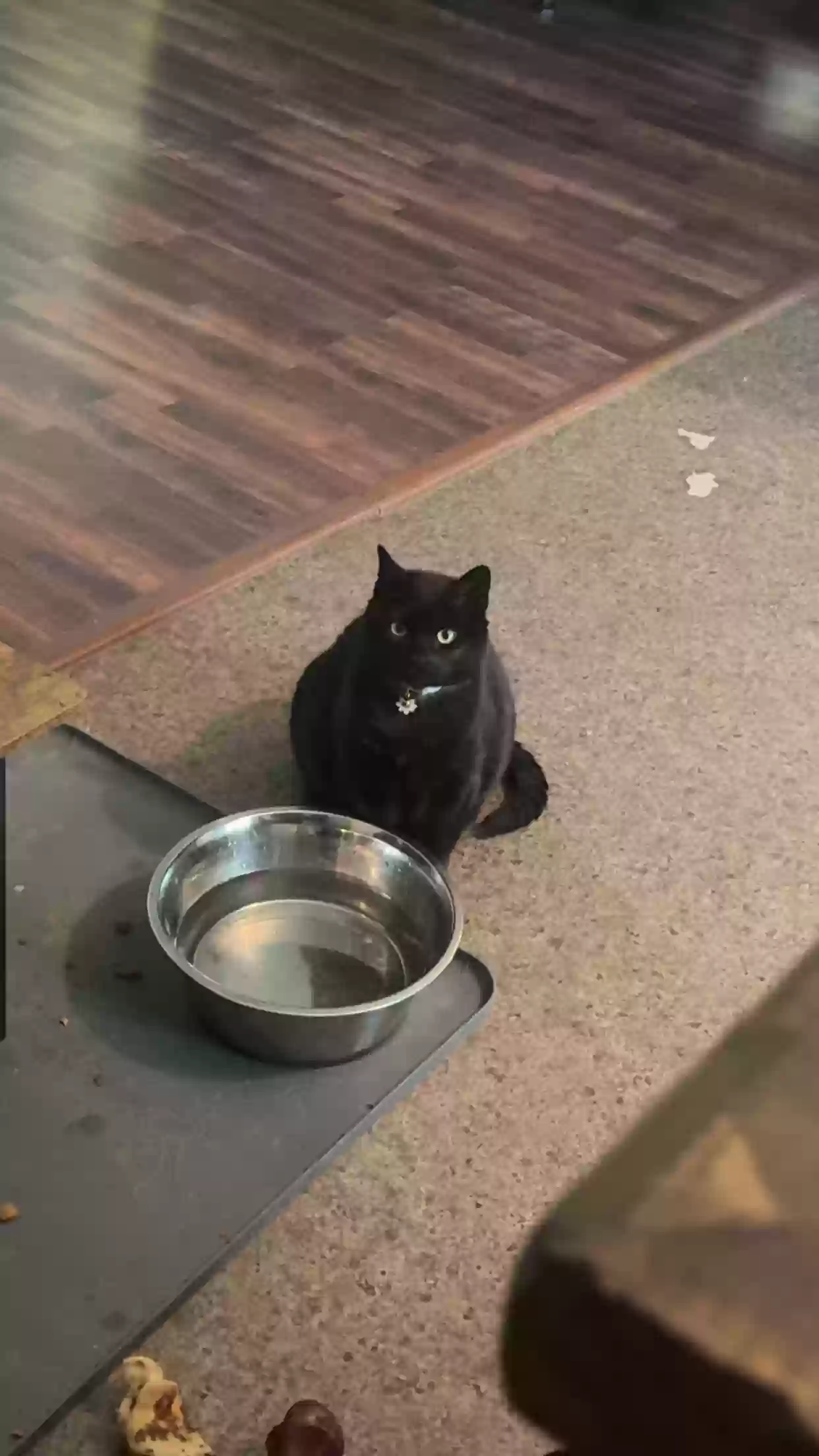 adoptable Cat in Conway,AR named Talia