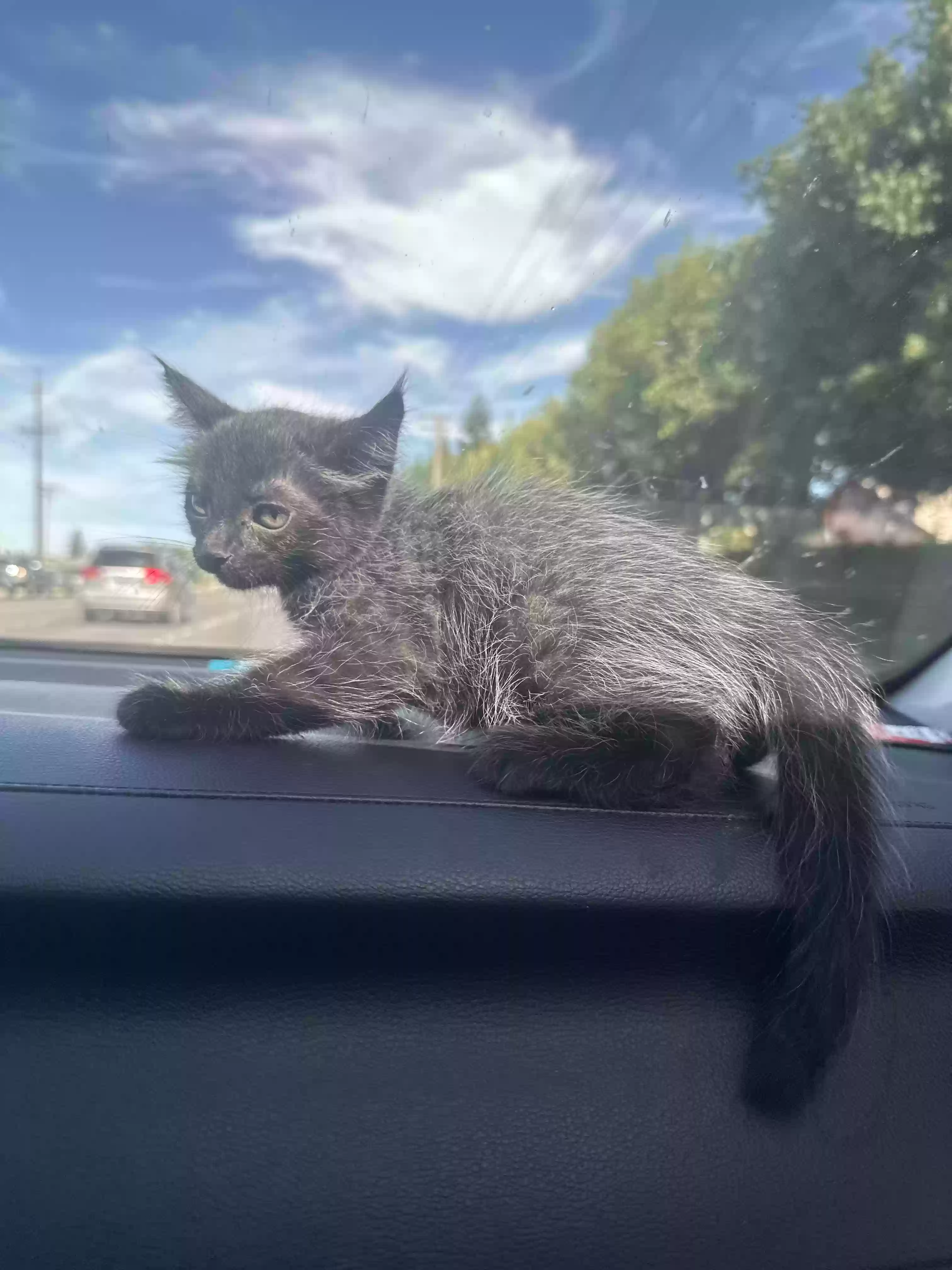 adoptable Cat in Modesto,CA named Looking4u