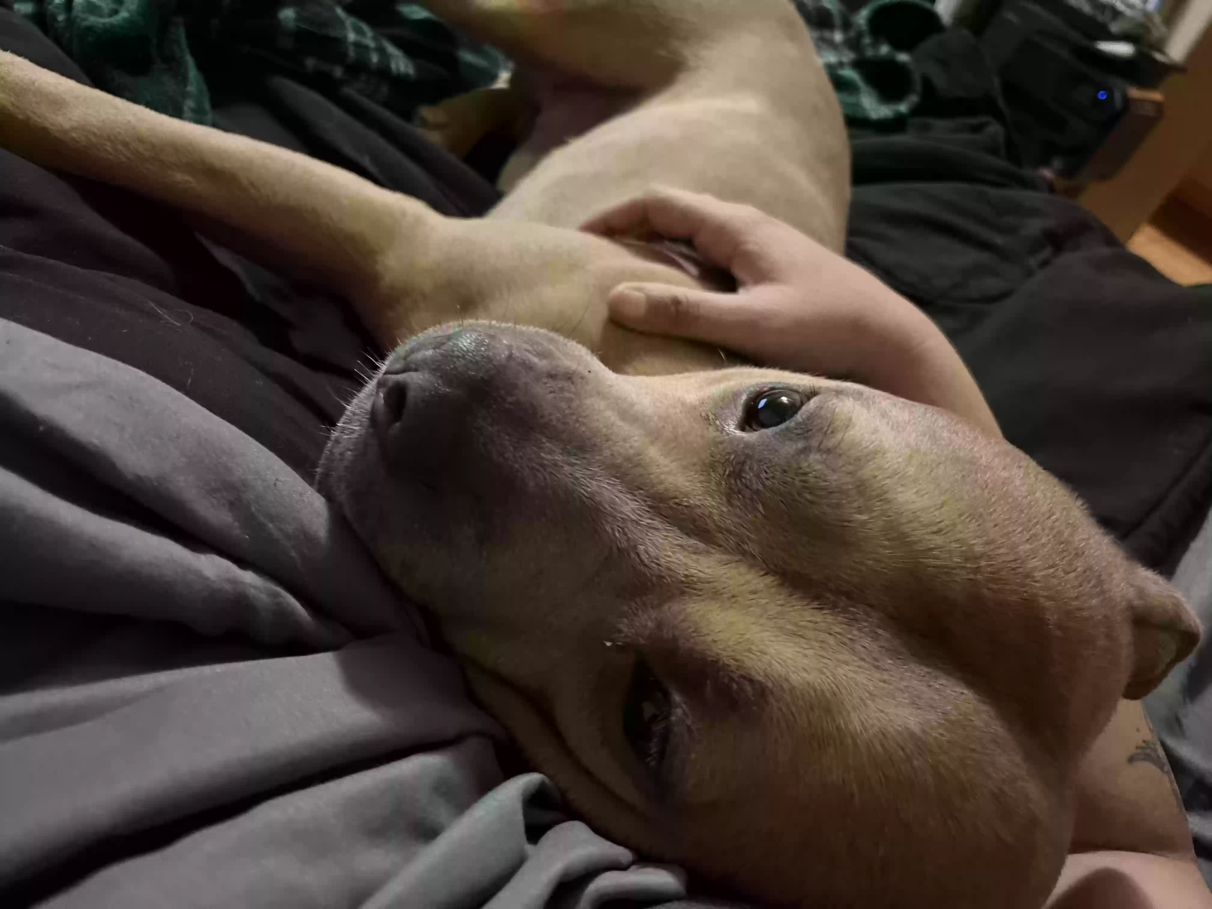 adoptable Dog in Henderson,NV named