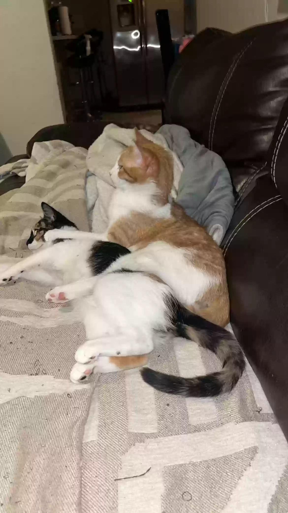 adoptable Cat in Miami,FL named sushi