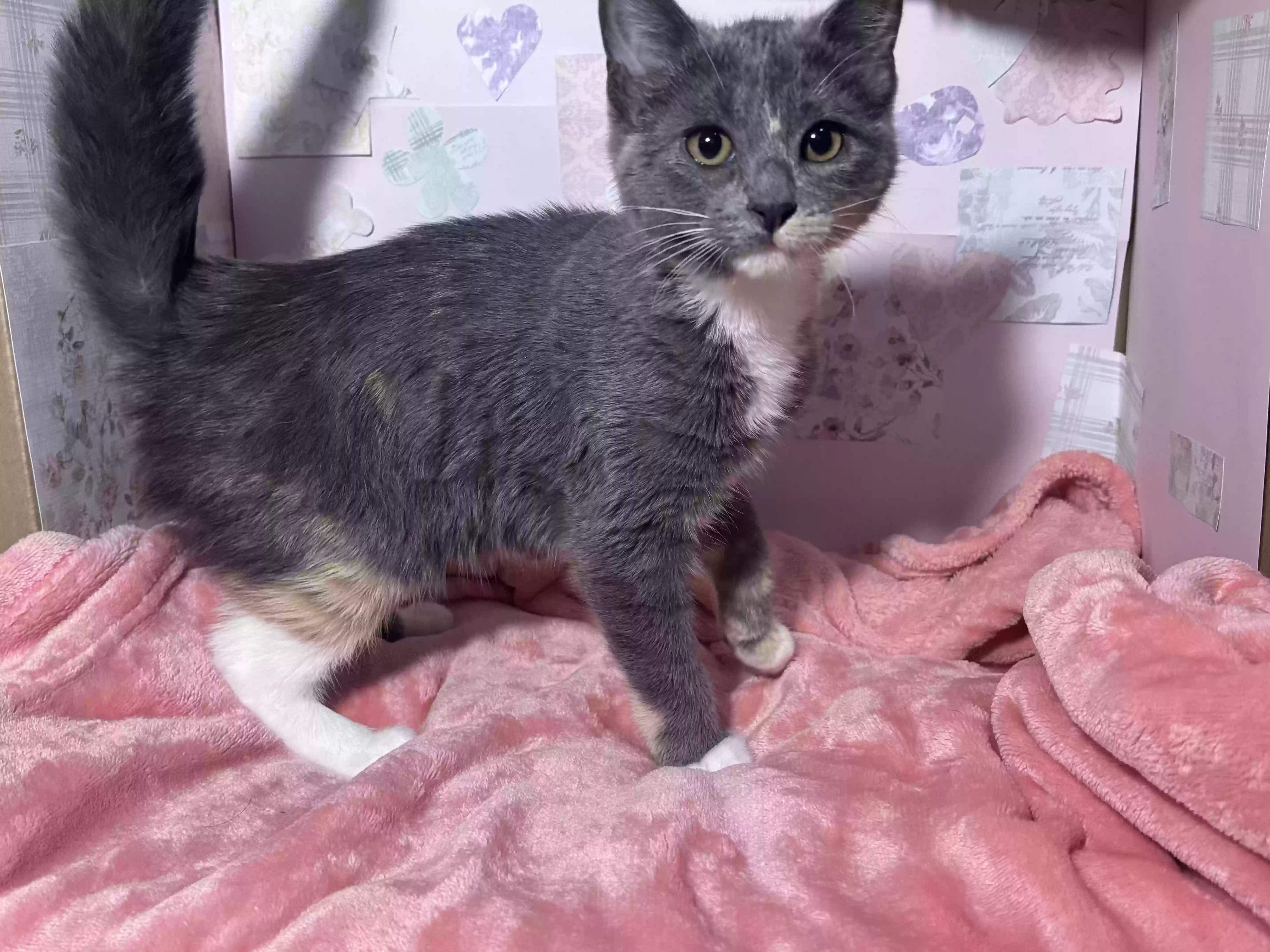 adoptable Cat in Marietta,GA named 4 Kitties