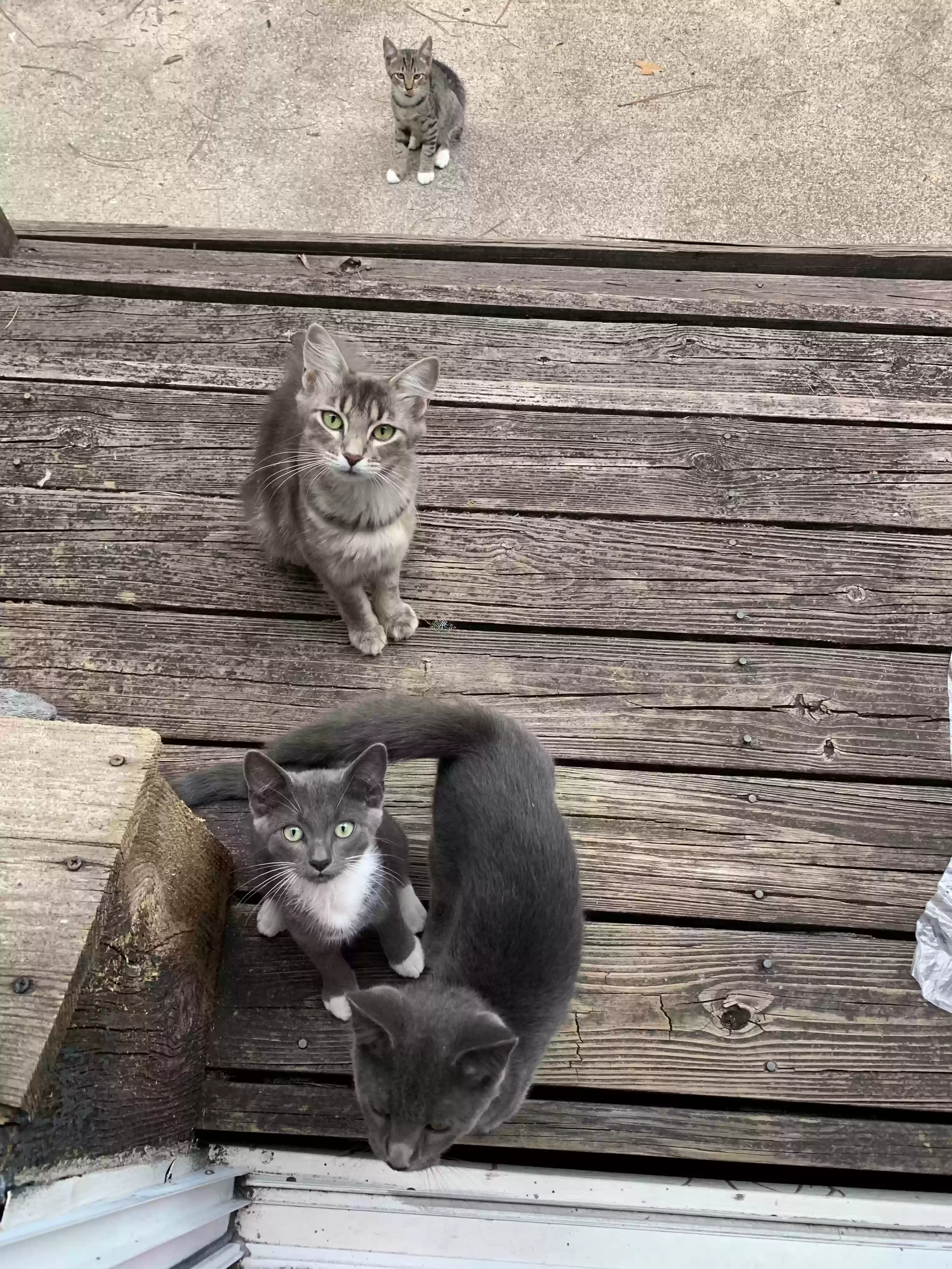 adoptable Cat in Hoffman,NC named None