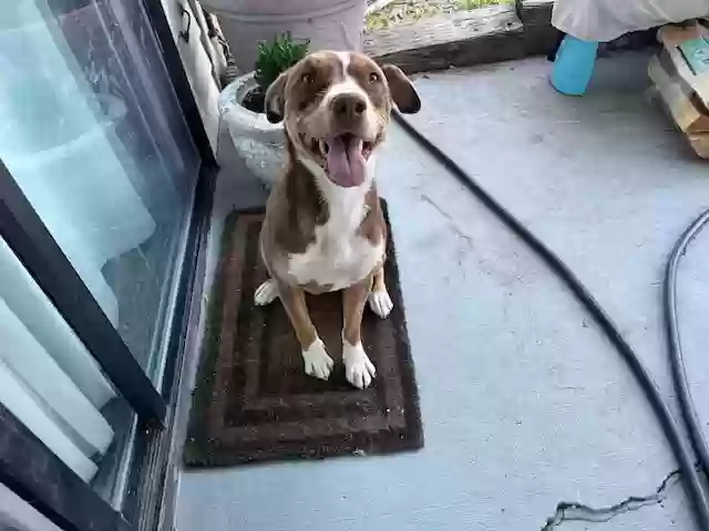 adoptable Dog in Mendon,UT named Dory