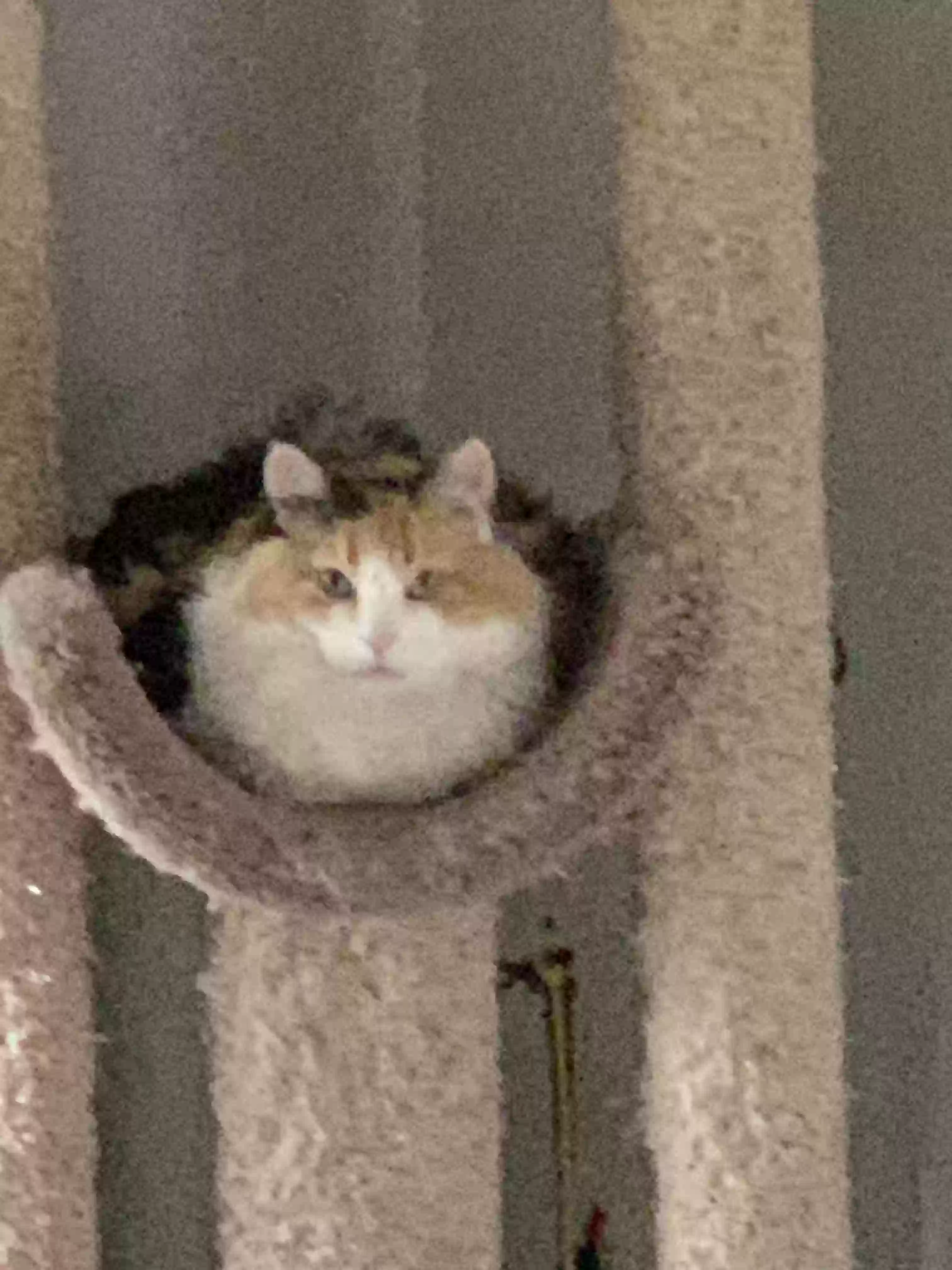 adoptable Cat in Saint Paul,MN named Patches