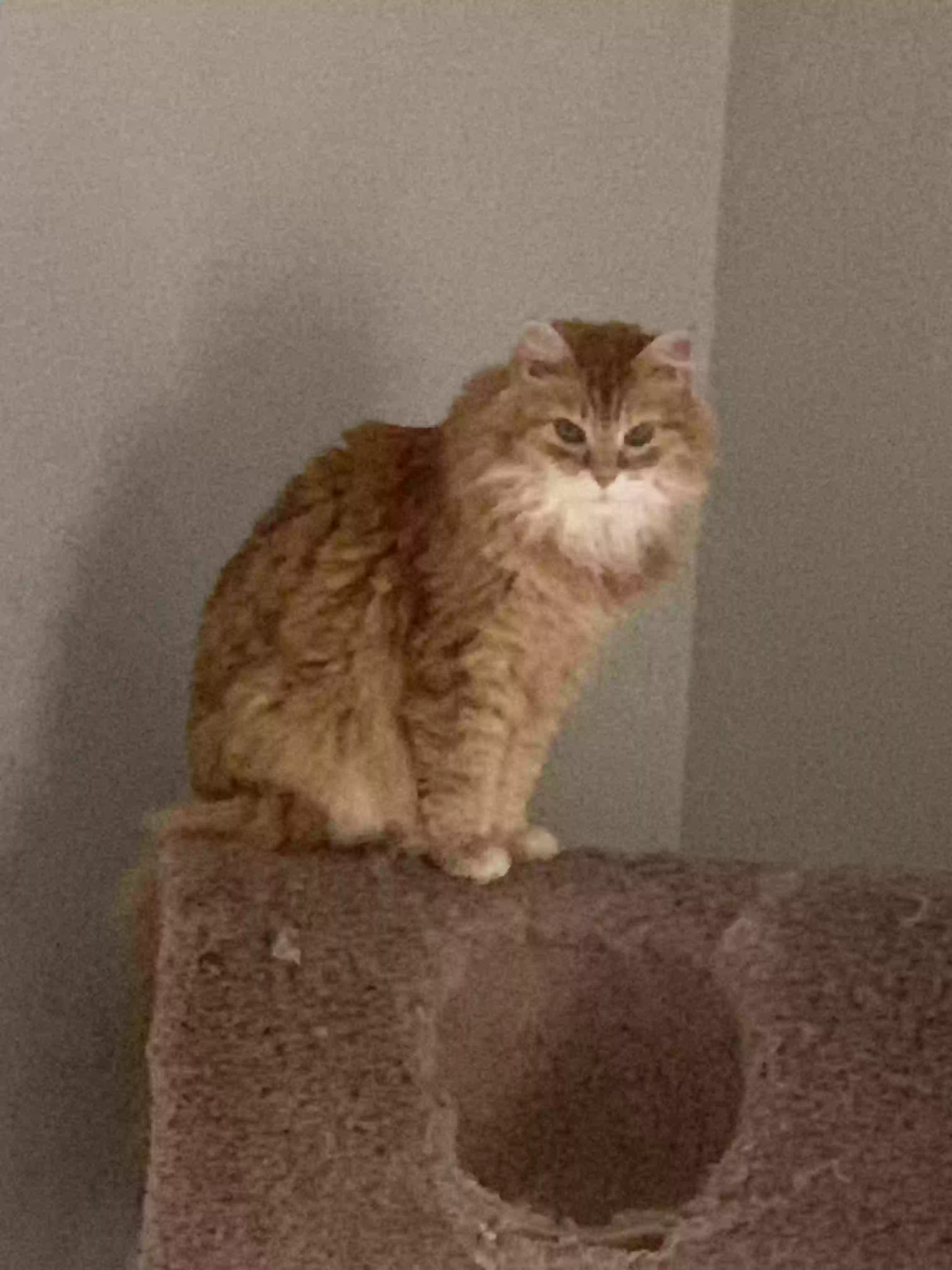 adoptable Cat in Saint Paul,MN named Kaylee