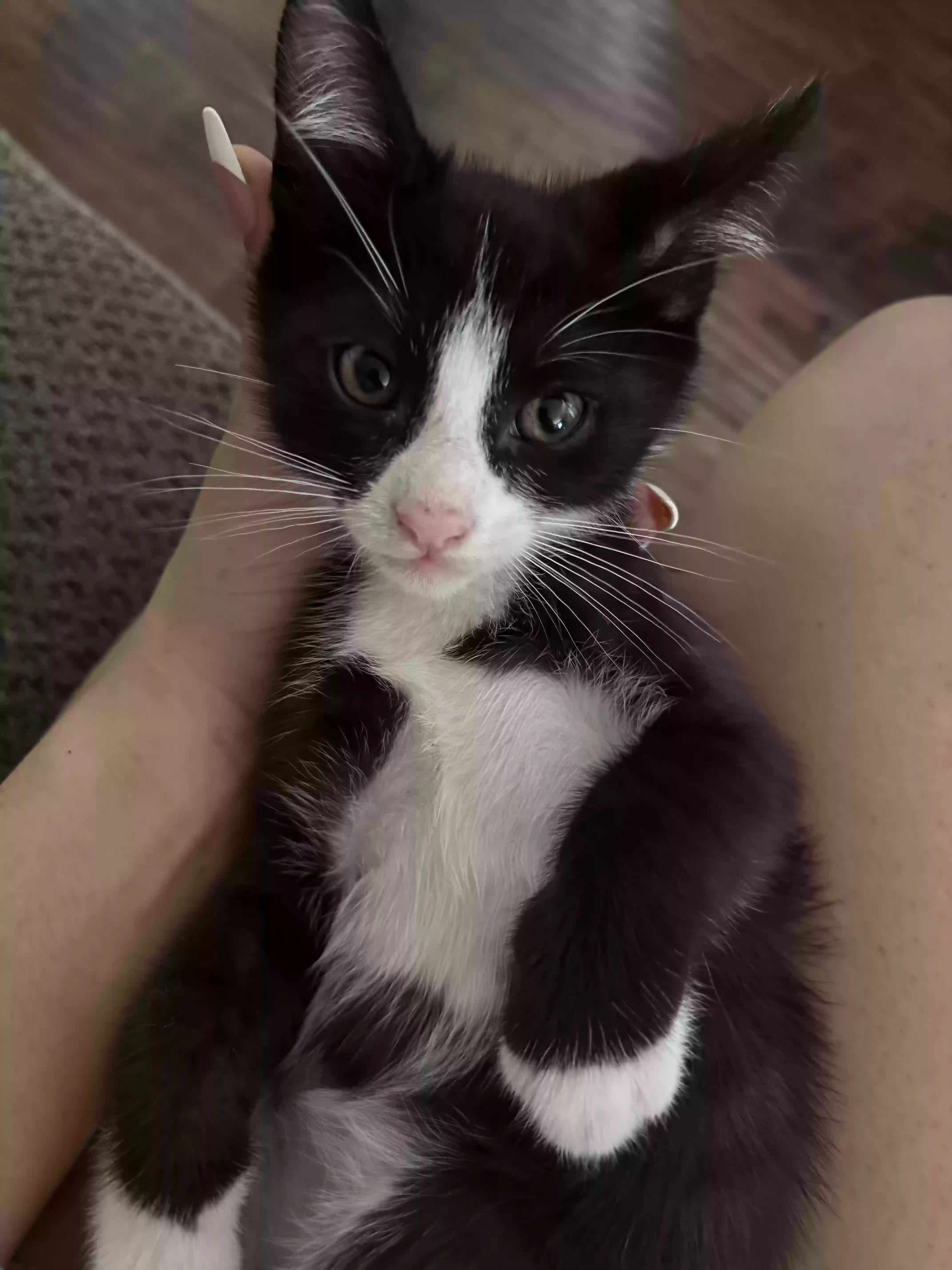 adoptable Cat in West Covina,CA named No name