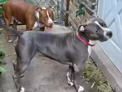 adoptable Dog in Cicero,IL named Gigi