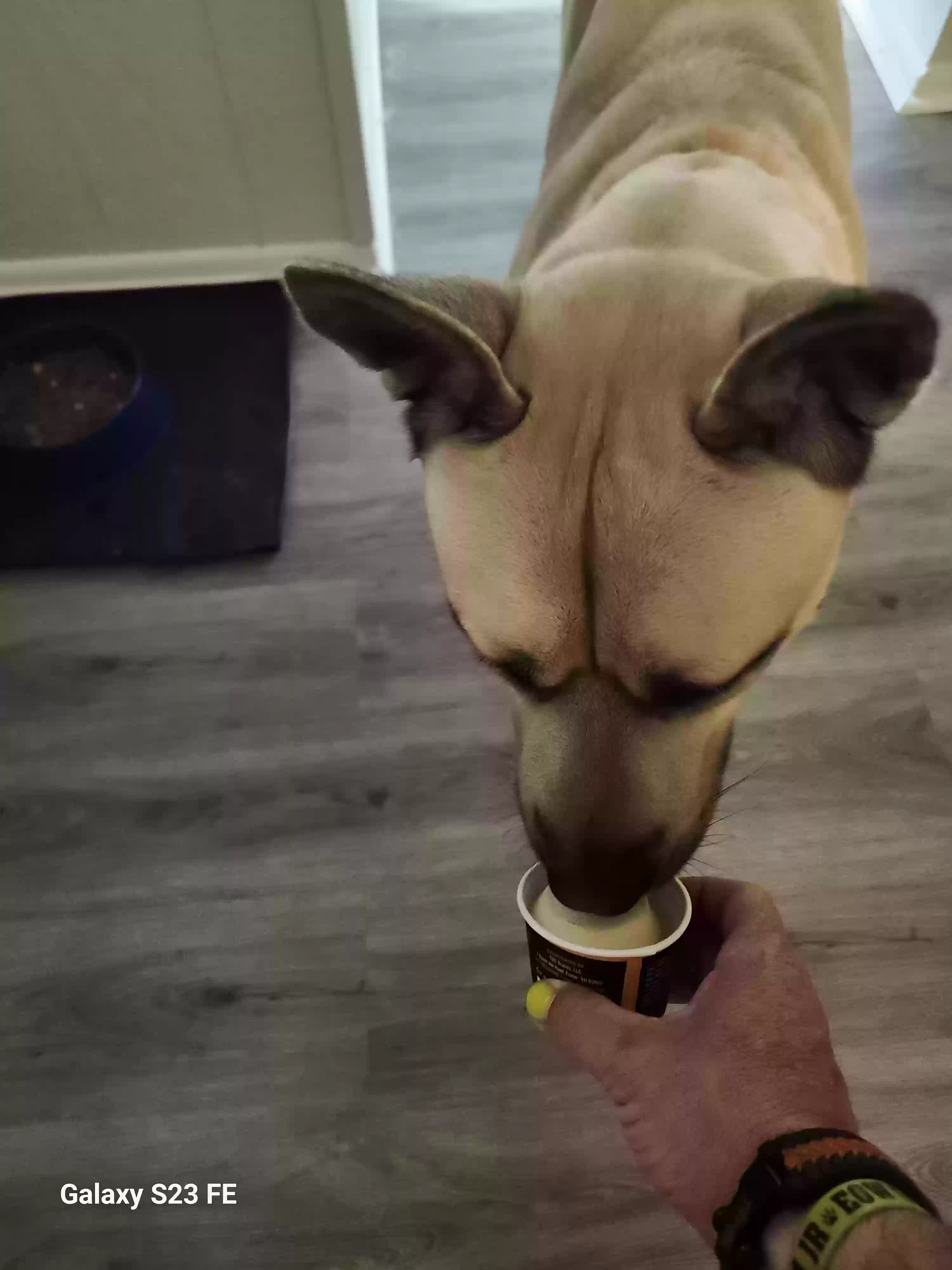 adoptable Dog in Ambler,PA named Mack