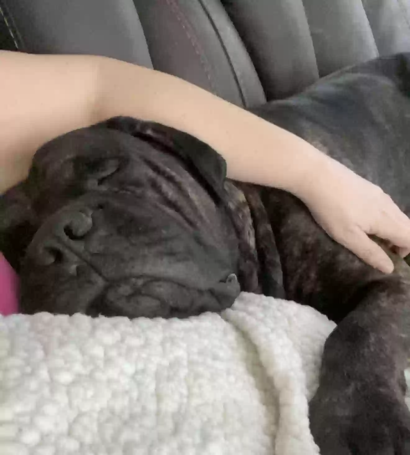 adoptable Dog in Massillon,OH named Chubb