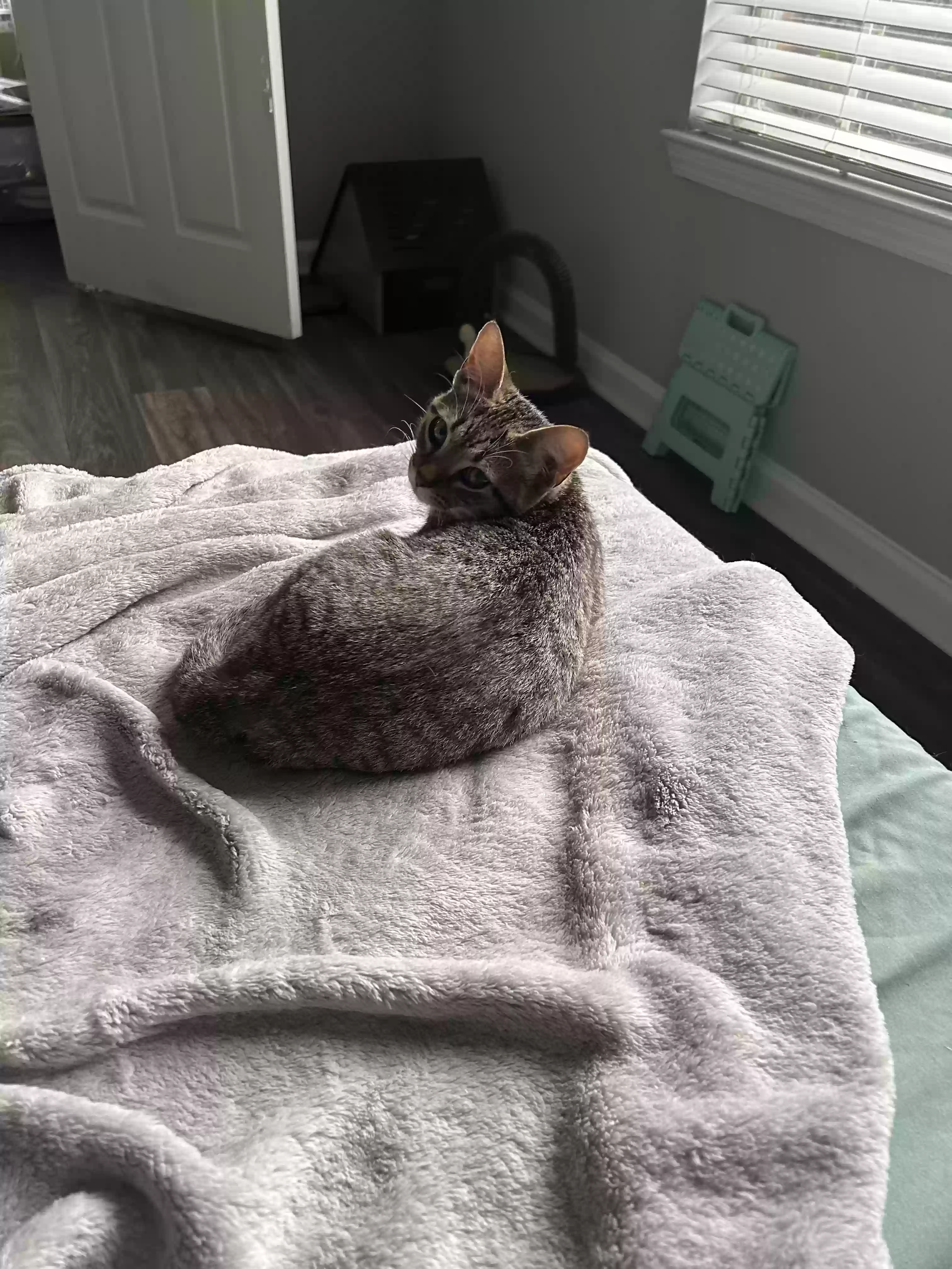 adoptable Cat in Stockbridge,GA named Enej