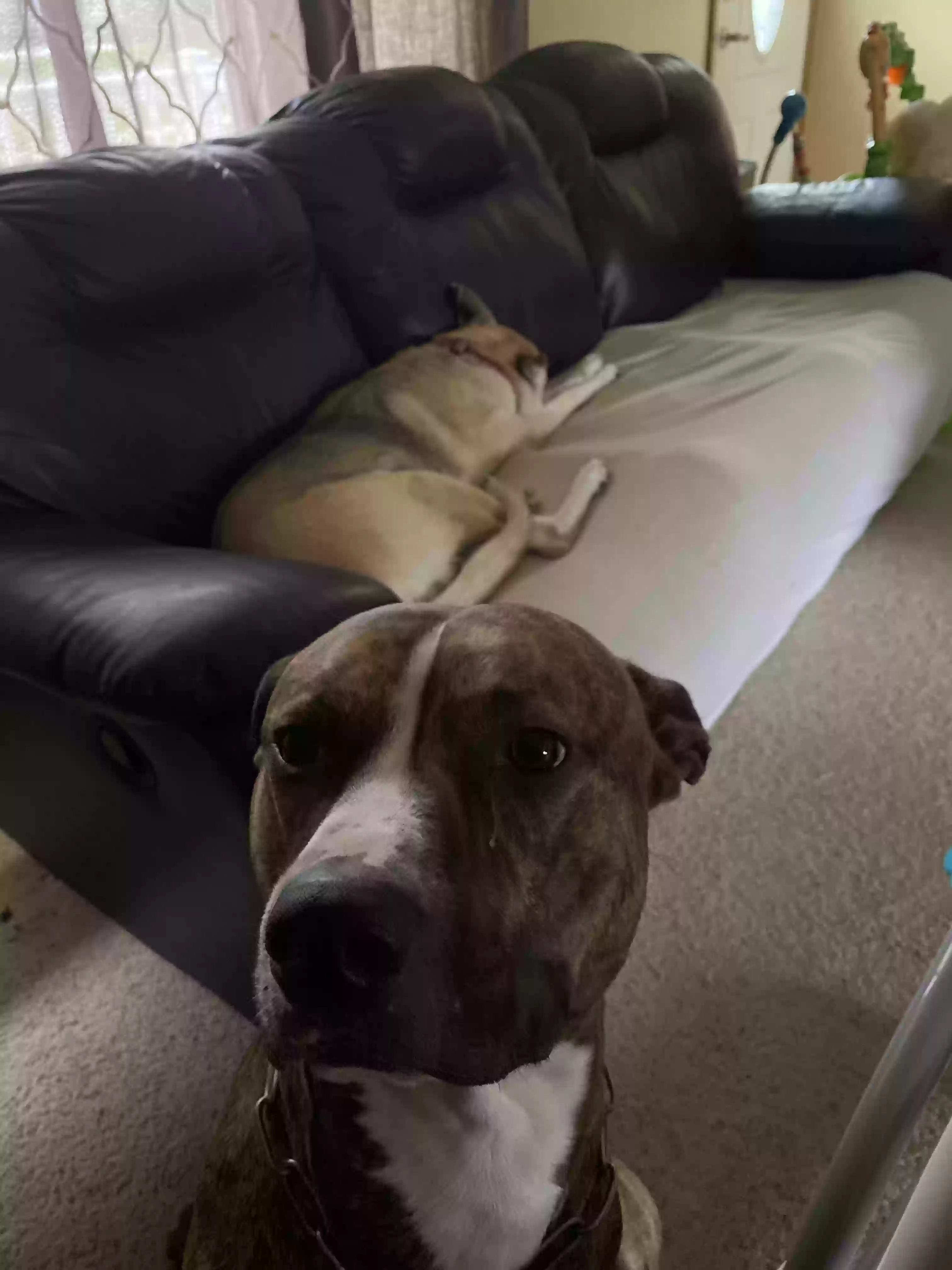 adoptable Dog in Saginaw,MI named Ranger