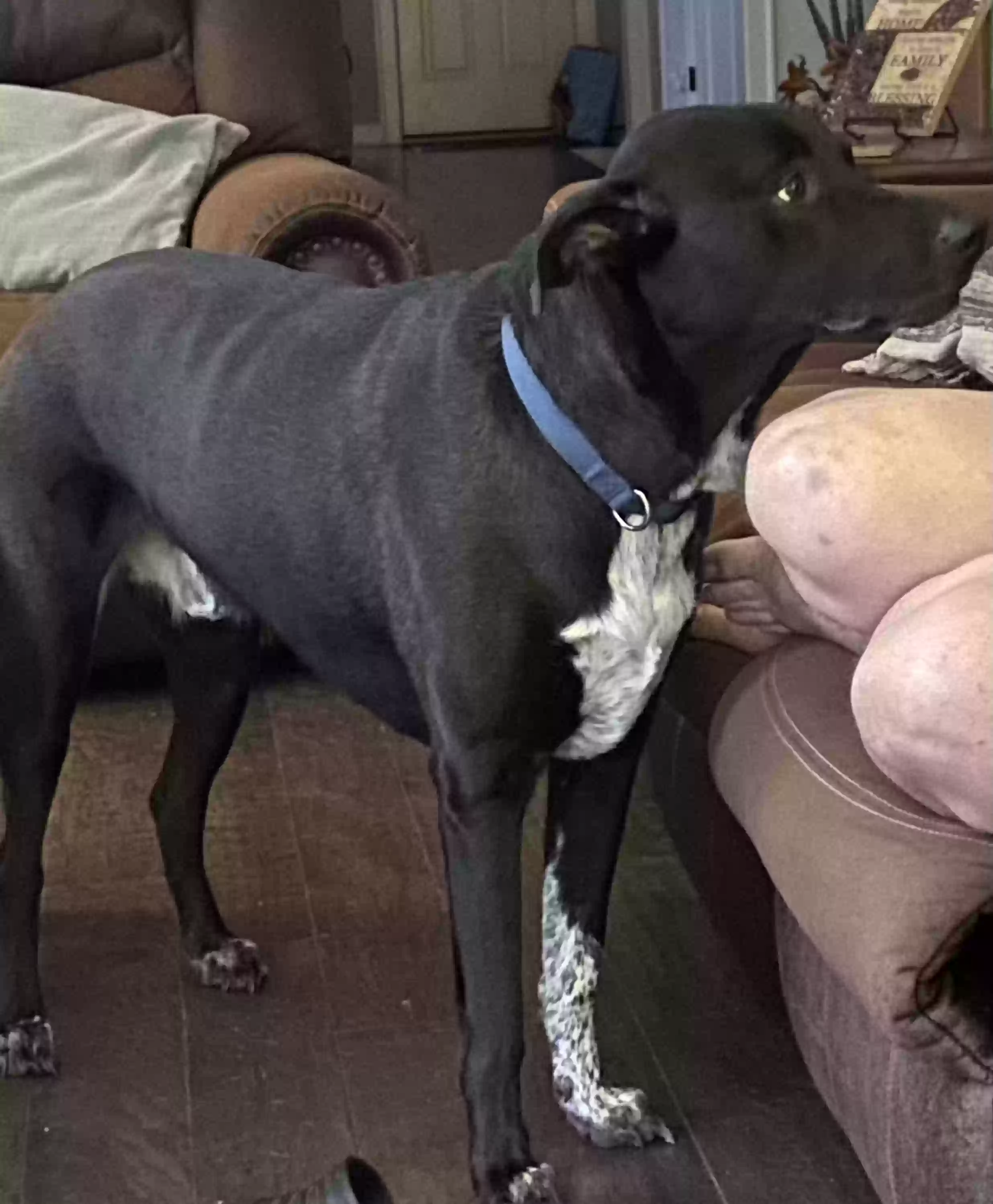 adoptable Dog in Birmingham,AL named Asher