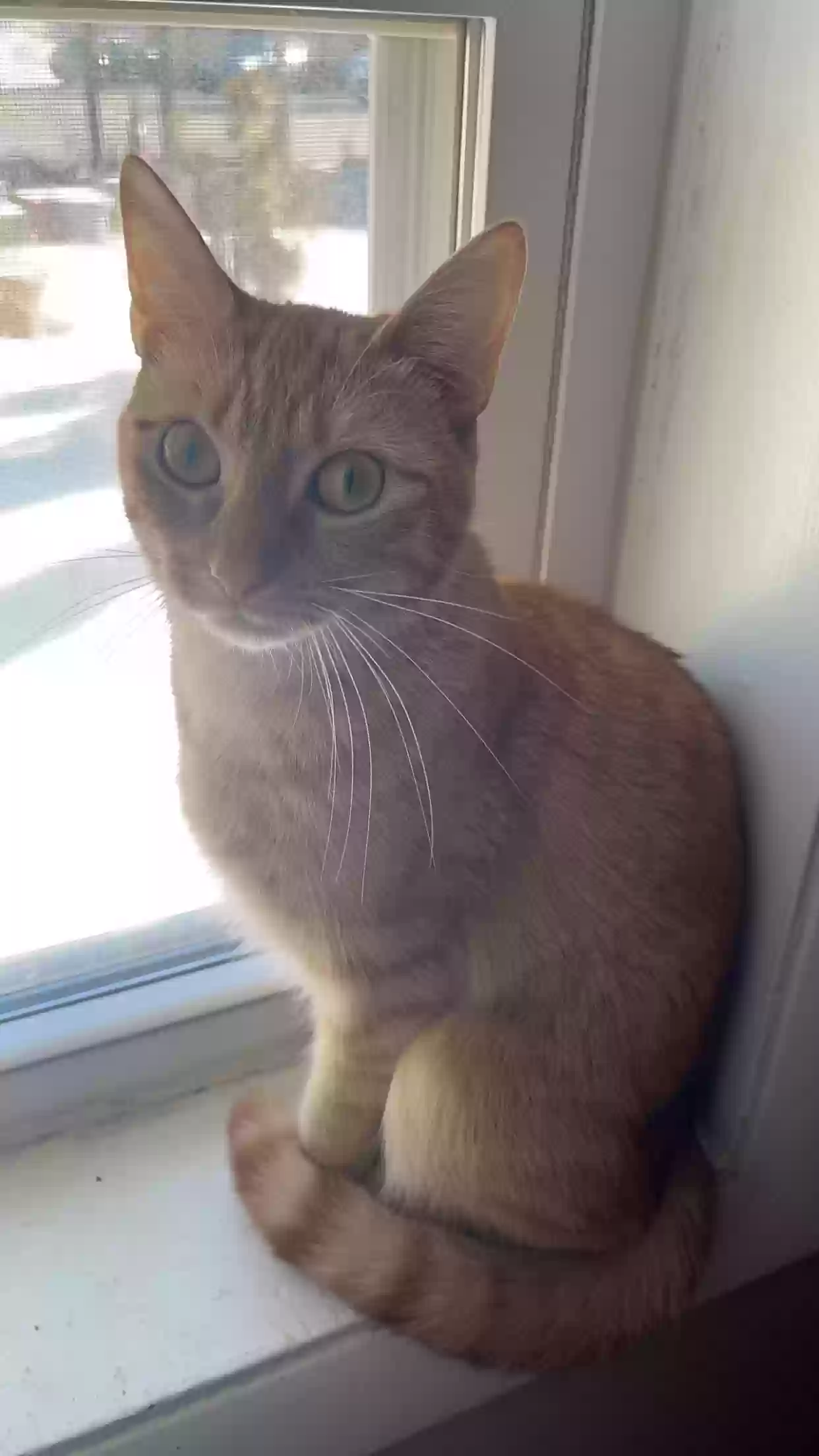 adoptable Cat in New Britain,CT named Migdalia