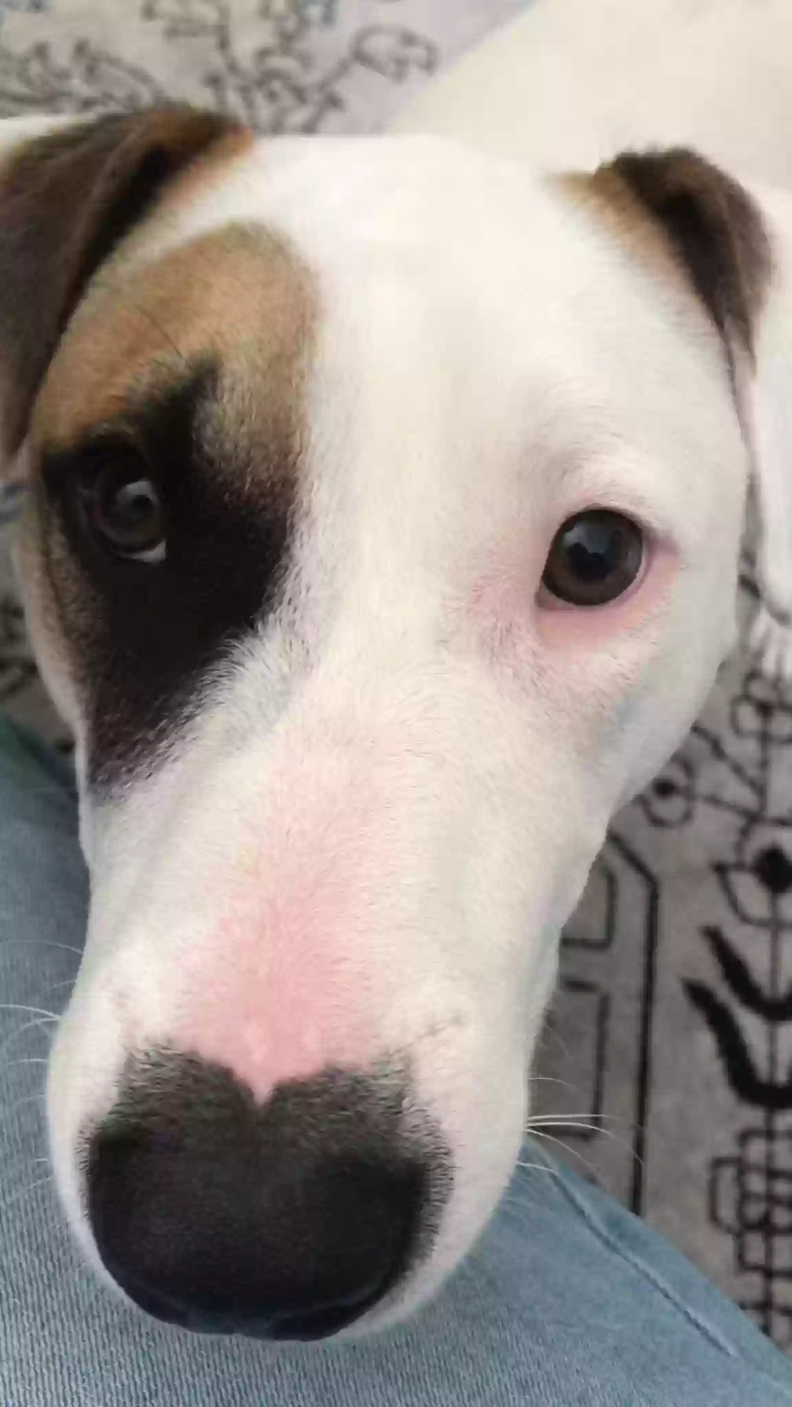 adoptable Dog in Marietta,GA named Nova