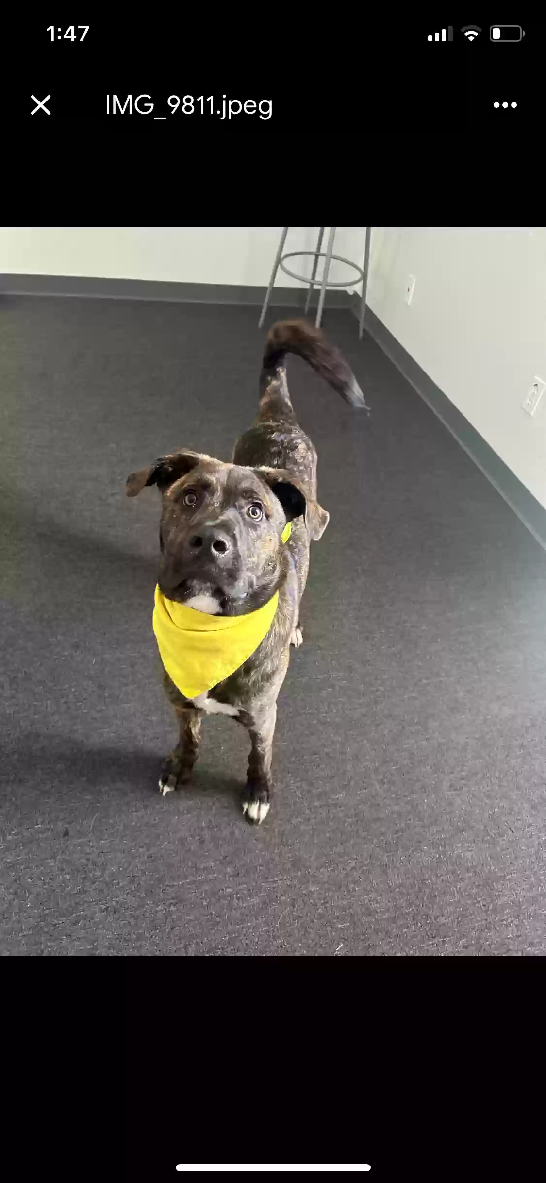 adoptable Dog in Edmond,OK named Simba