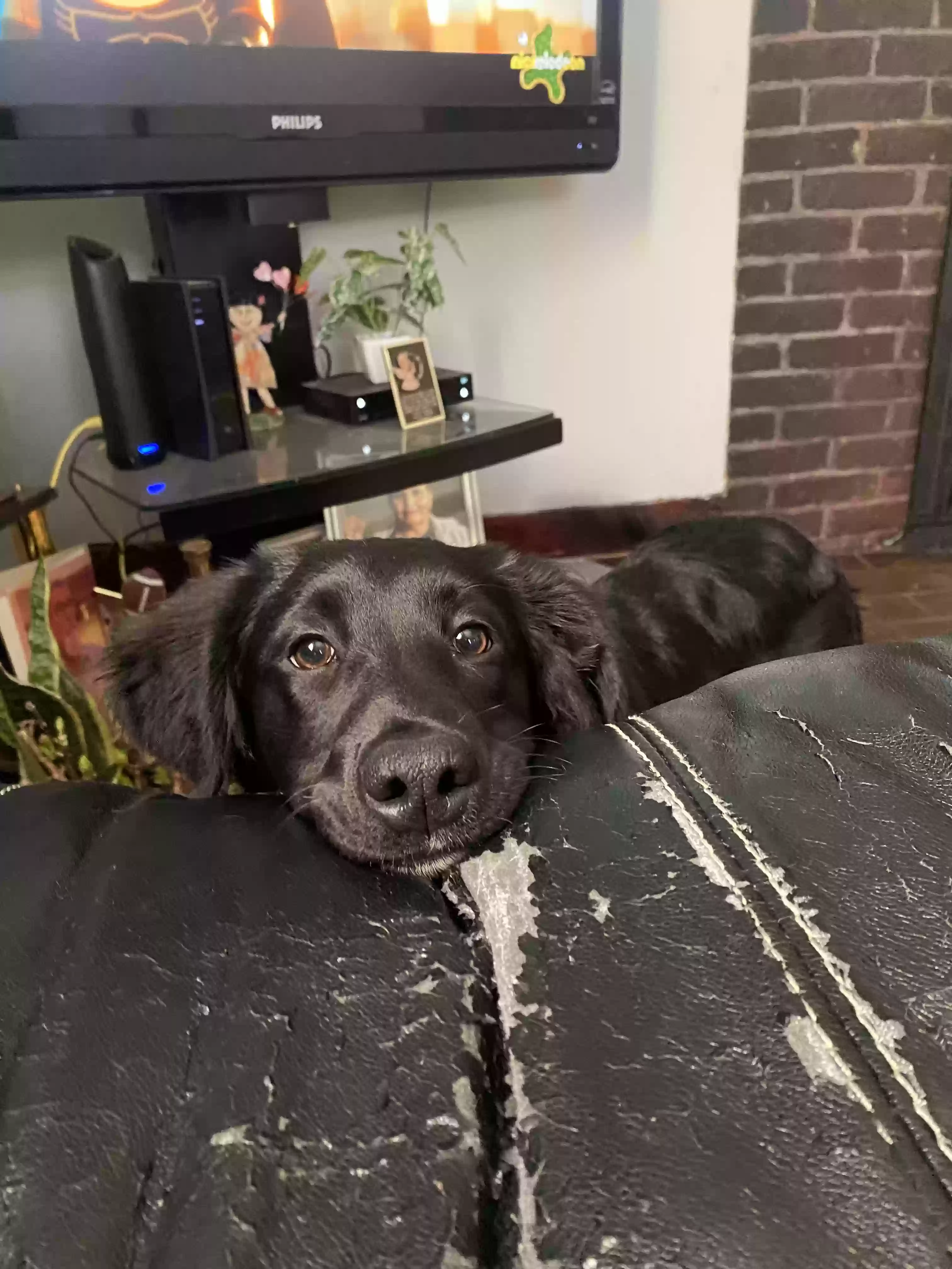 adoptable Dog in Hamilton,OH named Willow