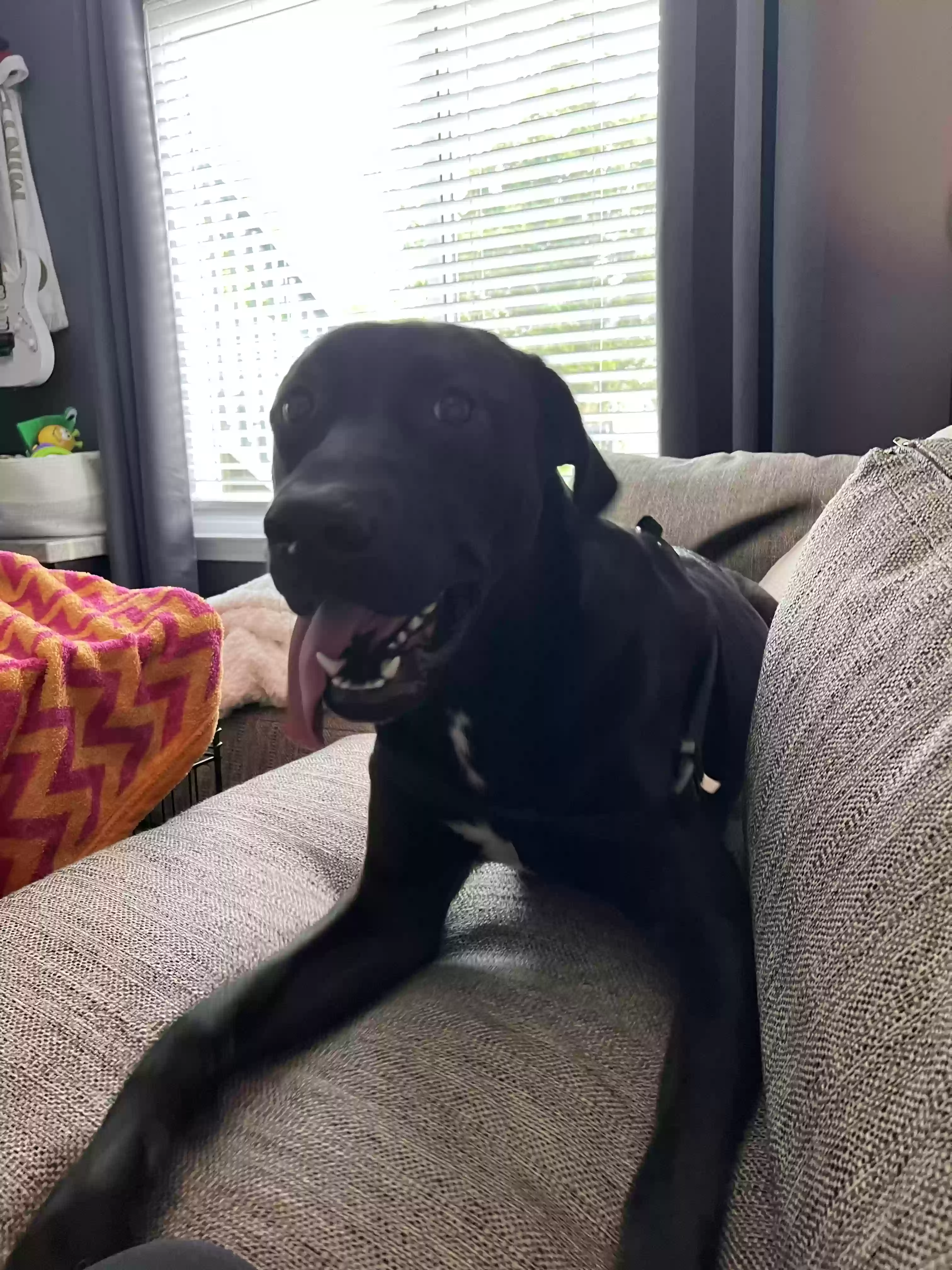 adoptable Dog in Cartersville,GA named Max