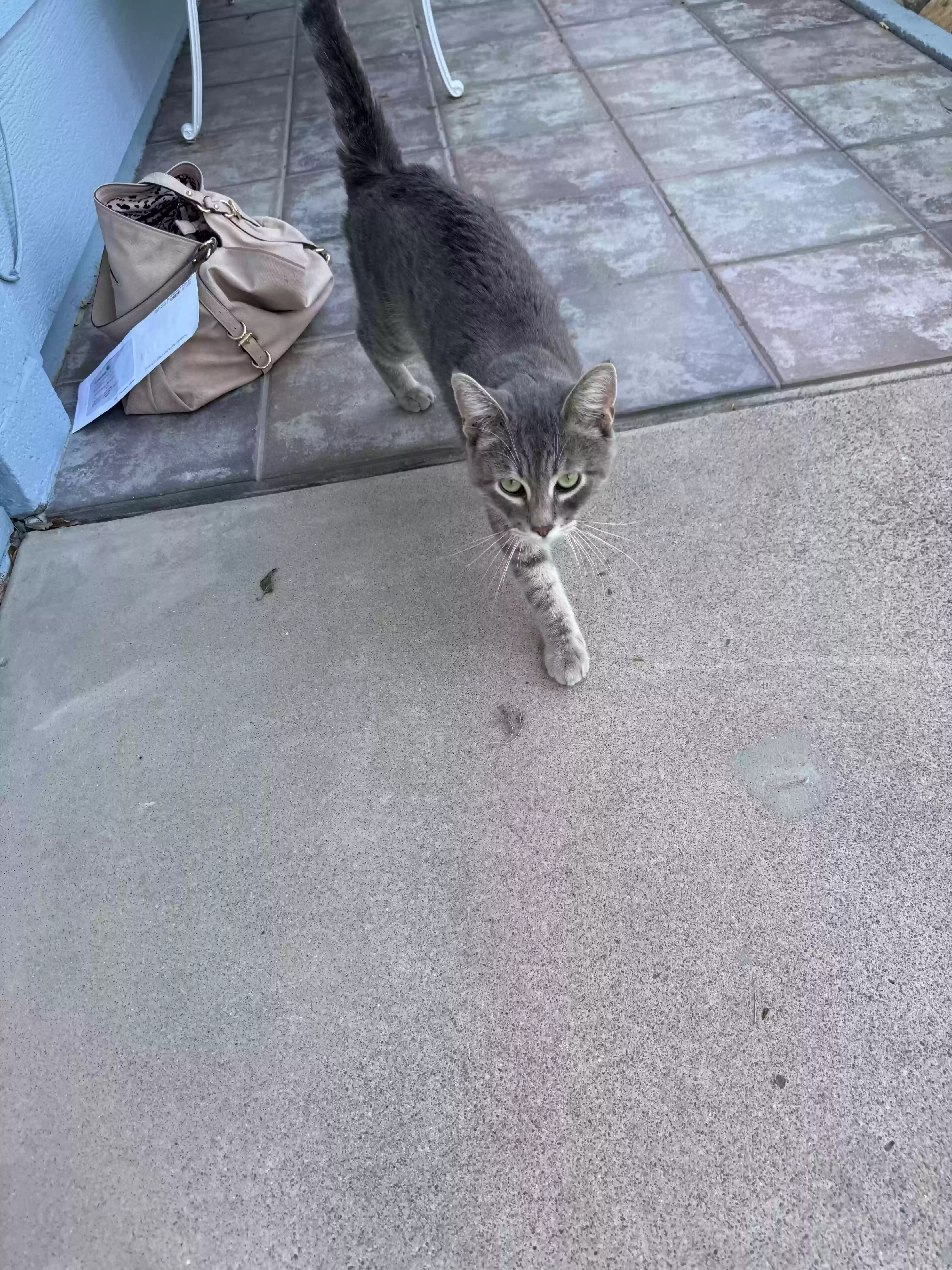 adoptable Cat in Sun City,AZ named no name found on my doorstep