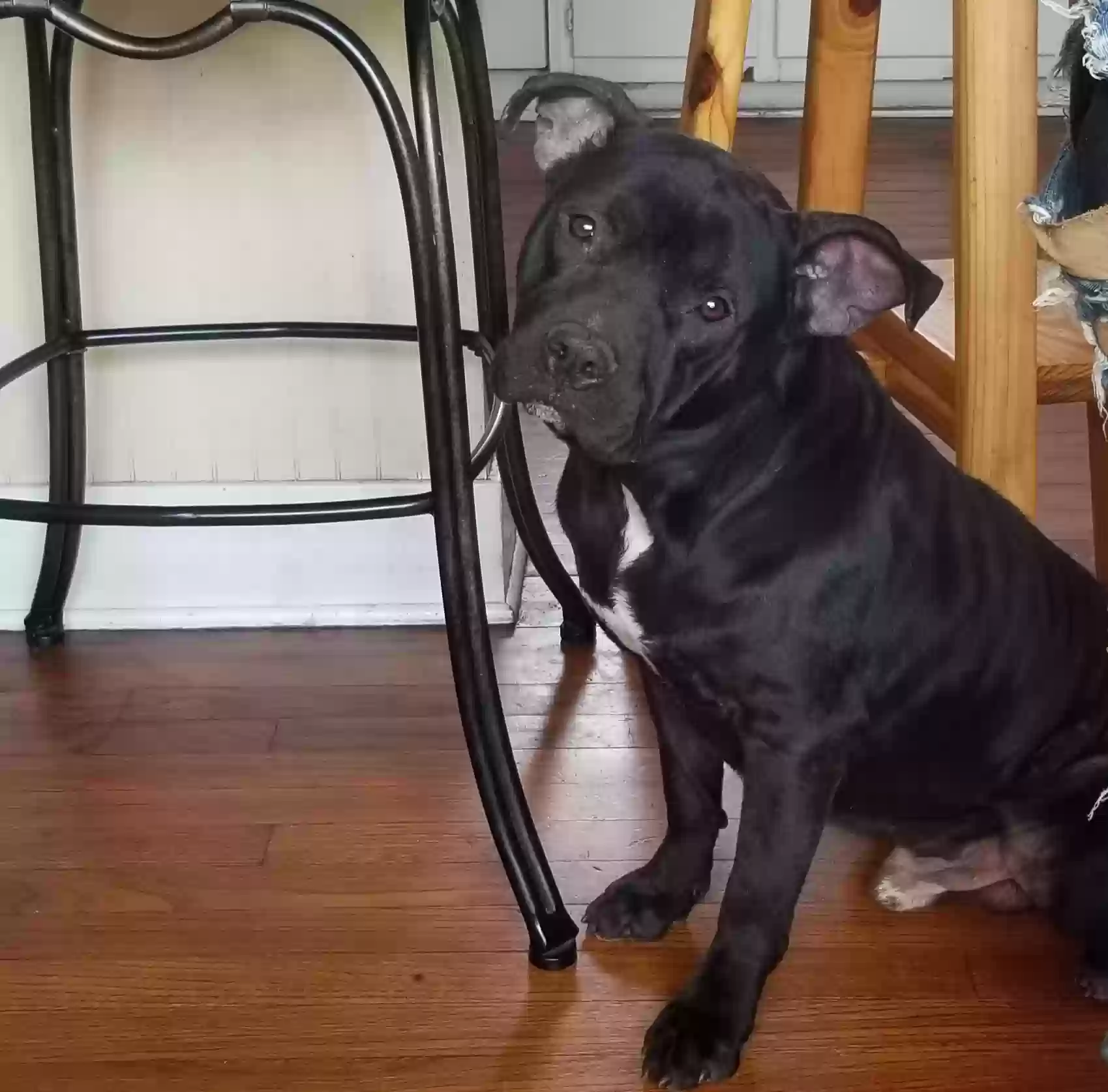 adoptable Dog in Baton Rouge,LA named Chanok