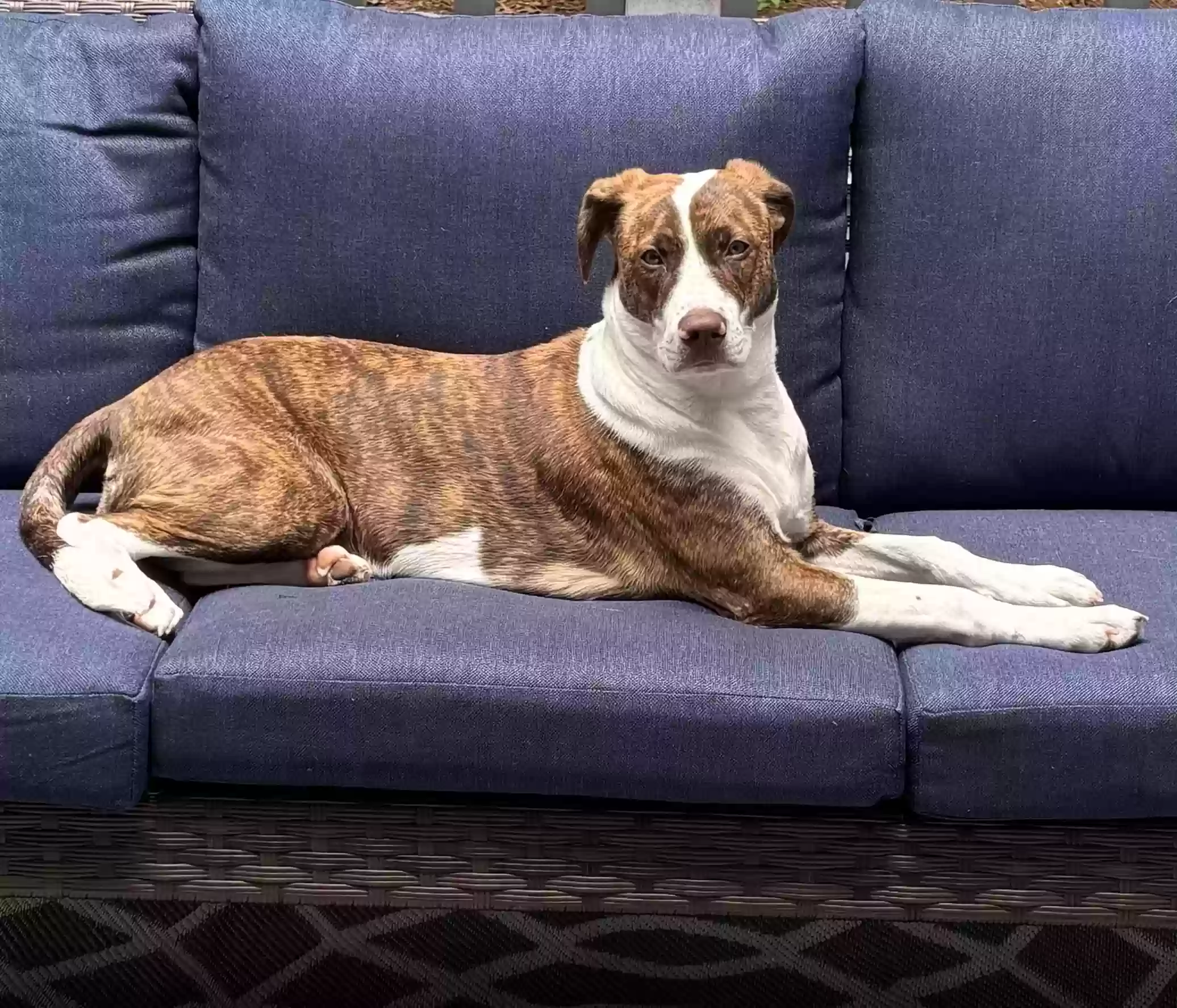 adoptable Dog in Holly Springs,NC named Oakley
